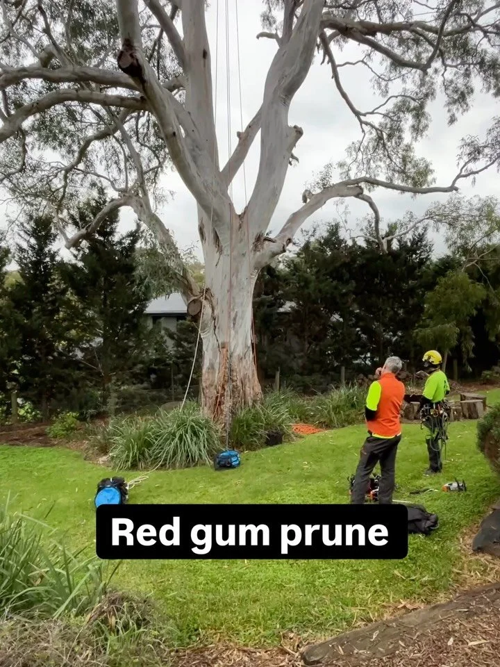 Some light pruning on this amazing red gum for one of our clients in Lower Plenty. We carried out some light weight reduction and deadwood removal.

An absolute pleasure working on trees like this and a very welcomed change from all the dead removals