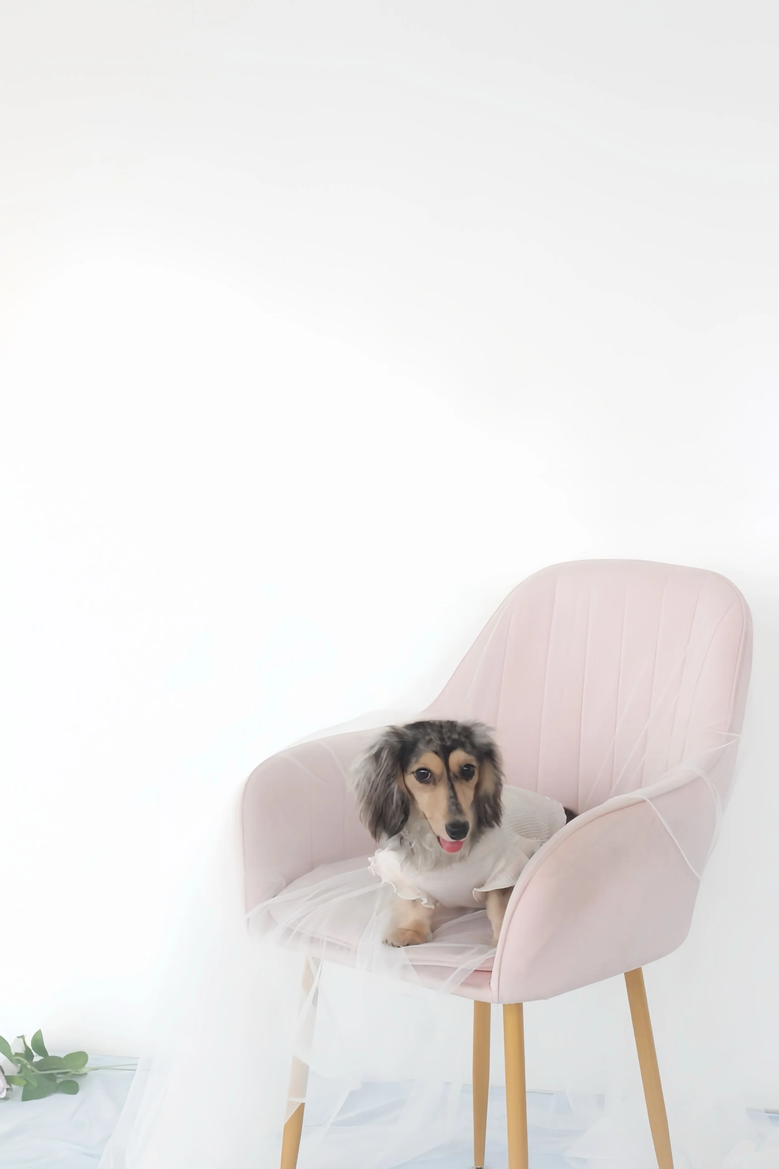 Dog wearing a white dress sitting in a pink chair against a white background with some greenery on the floor.