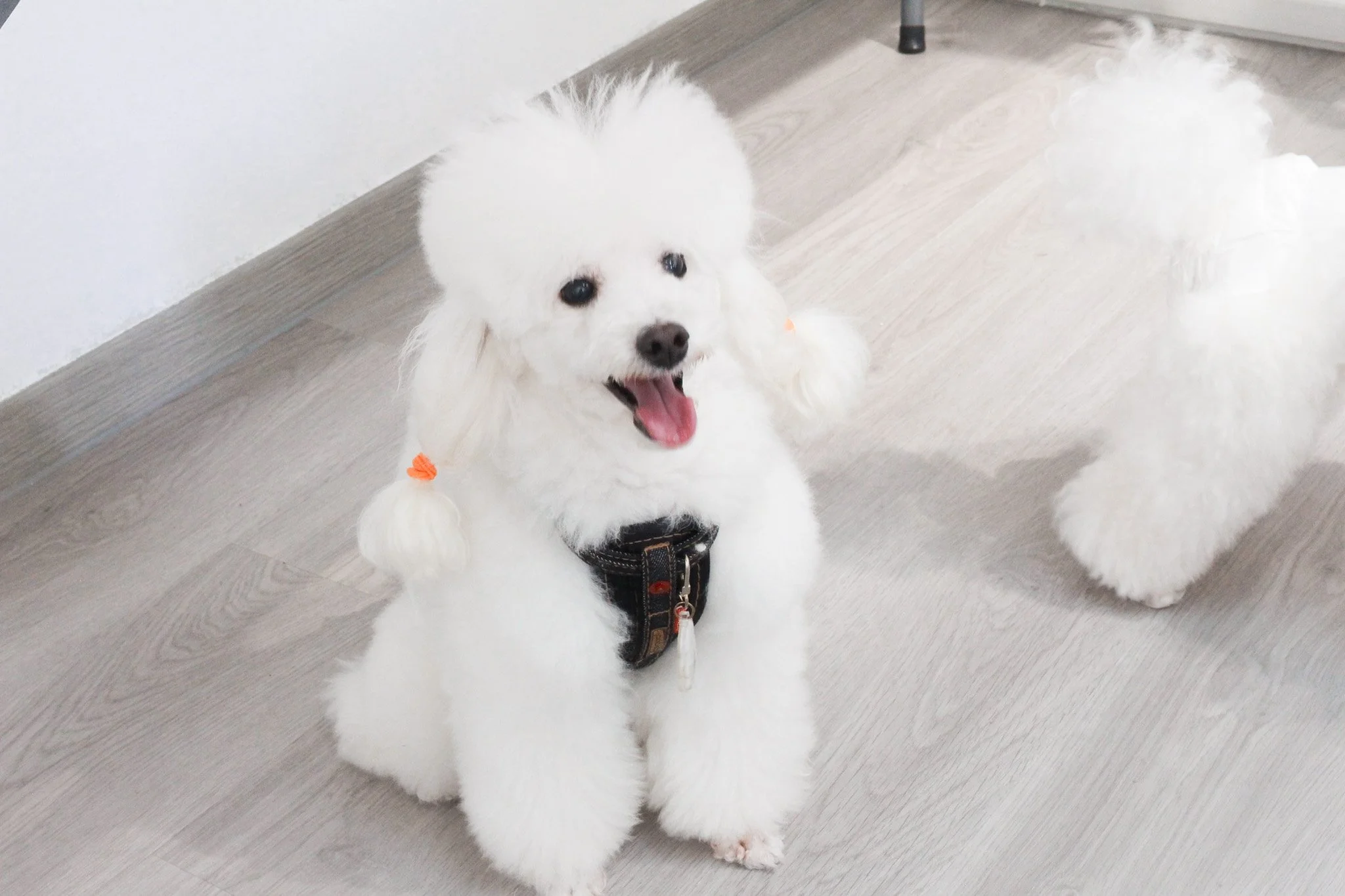 A white fluffy dog with pigtailed hair tied with orange bands, sitting on a light wooden floor, wearing a black harness, and smiling with its tongue out.
