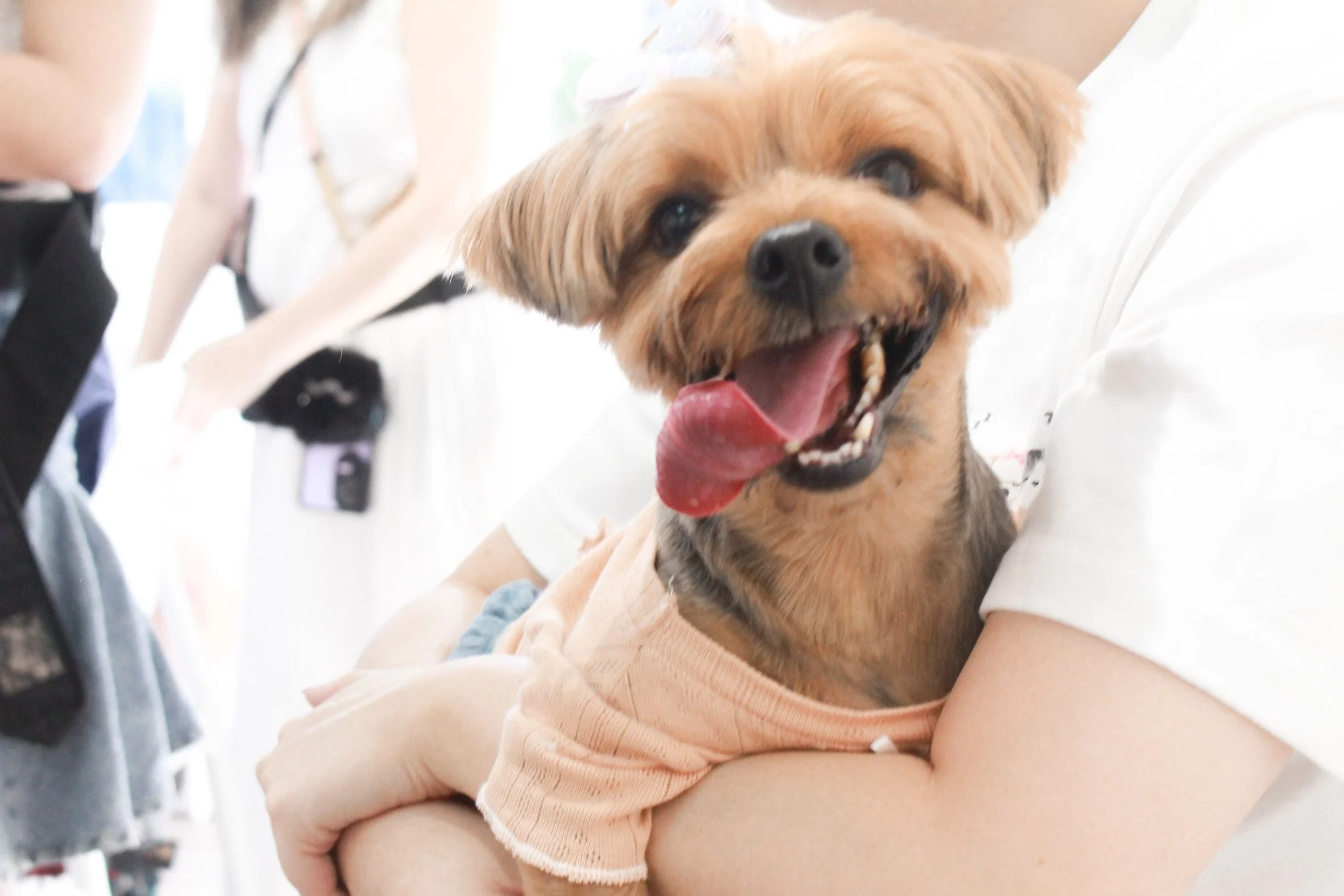 A happy small brown dog with its tongue out, held by a person wearing a white shirt.
