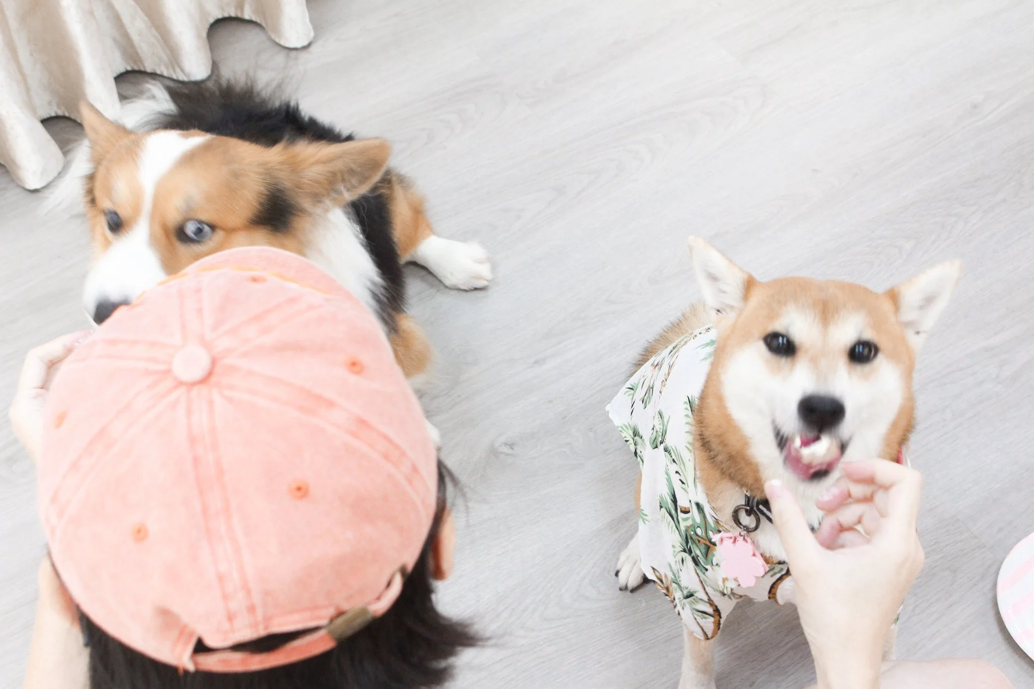 Two dogs and a person with a pink hat indoors on a light wood floor, one dog is a Shetland Sheepdog and the other is a Shiba Inu wearing a floral dress, one person is holding a pink hat.