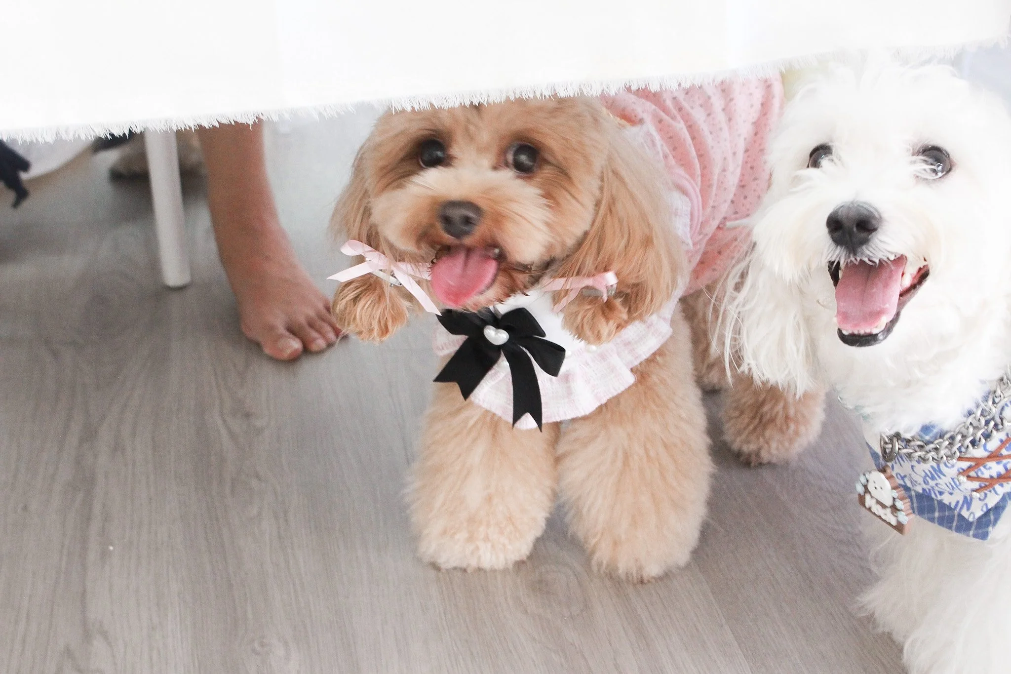 Two adorable small dogs, one brown and one white, under a white cloth, smiling with open mouths and wearing cute outfits, standing on a wooden floor.