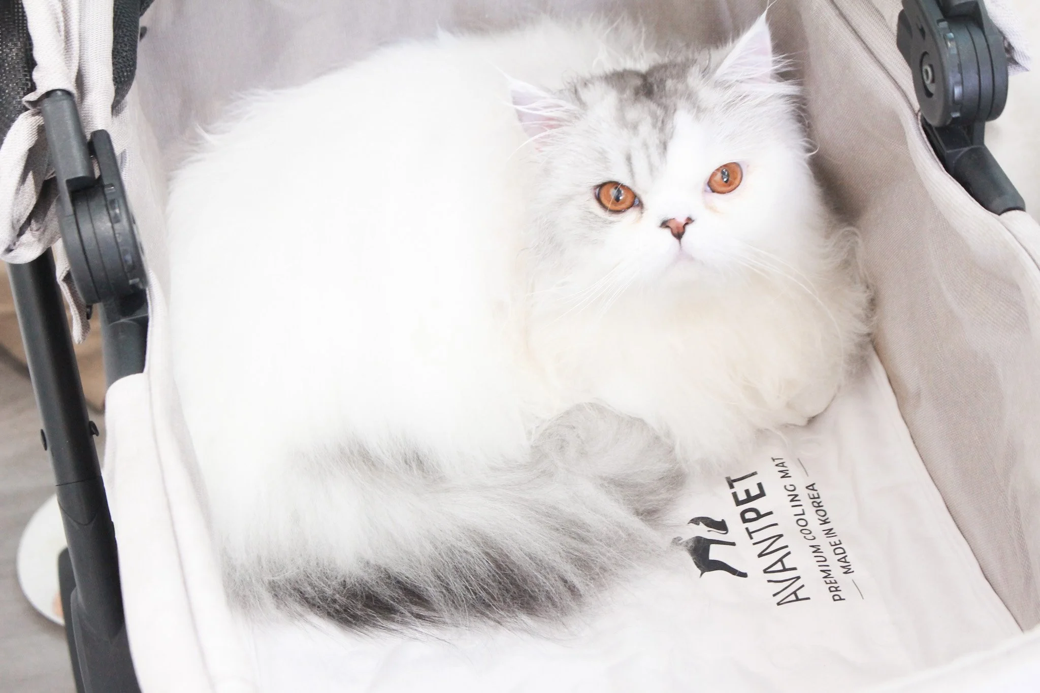 A white and gray Scottish Fold cat with amber eyes sitting on a beige canvas pet bed labeled 'HANTRET'.