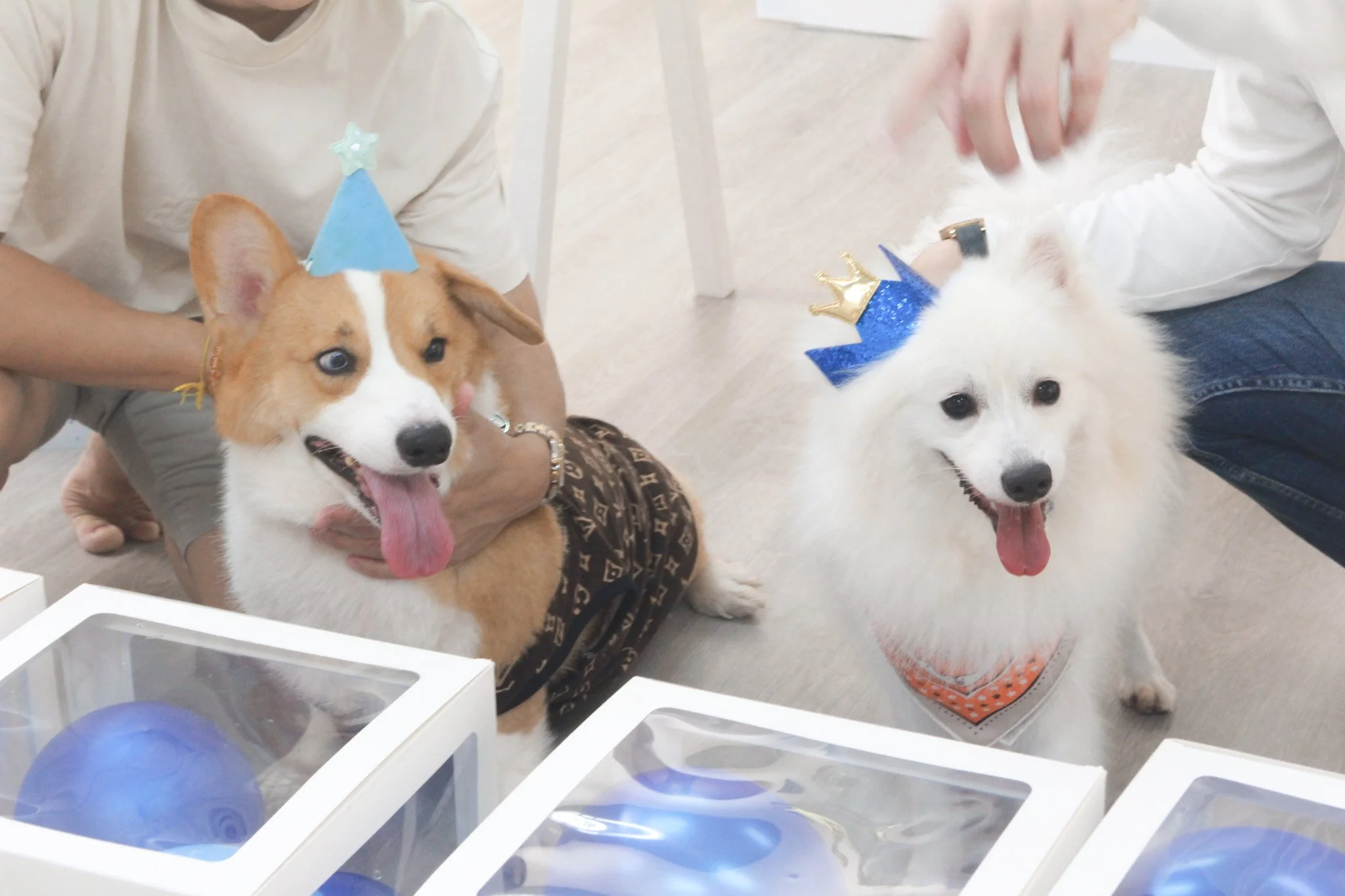 Two dogs wearing blue and gold crowns and hats, one tan and white, the other white, with people gently holding and nearby, indoors.
