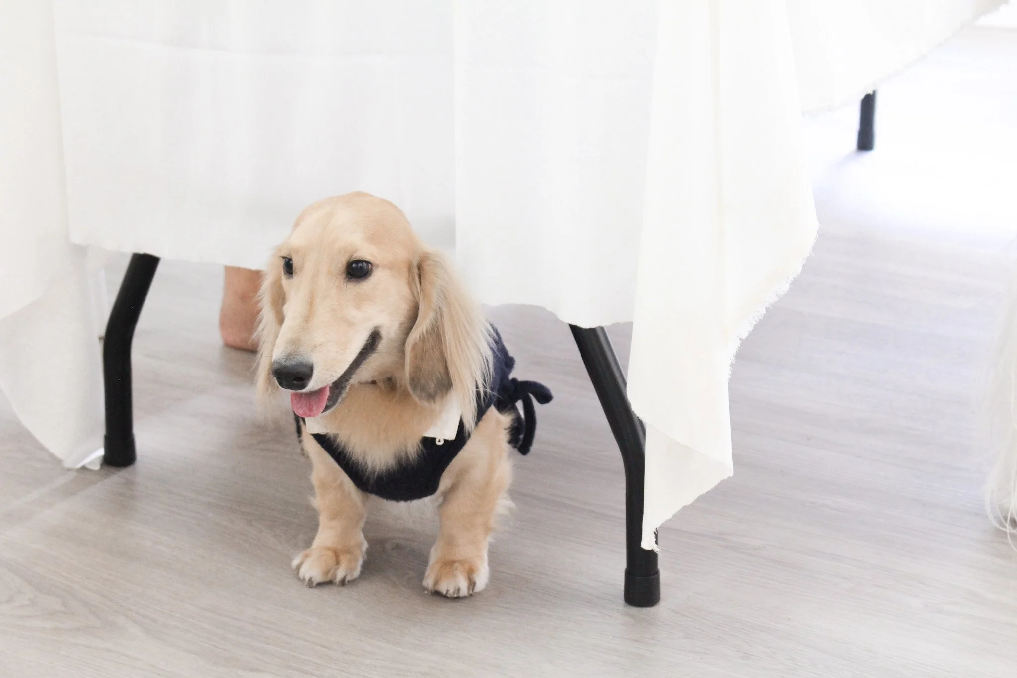 A cute golden long-haired dachshund wearing a black harness, sitting under a table with a white tablecloth, on a light-colored wooden floor.