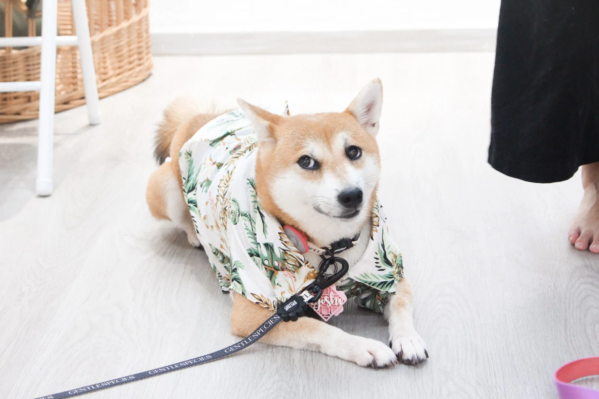 A dog wearing a patterned shirt lying on a light-colored floor indoors, next to a person's feet and under a chair with a wicker basket.