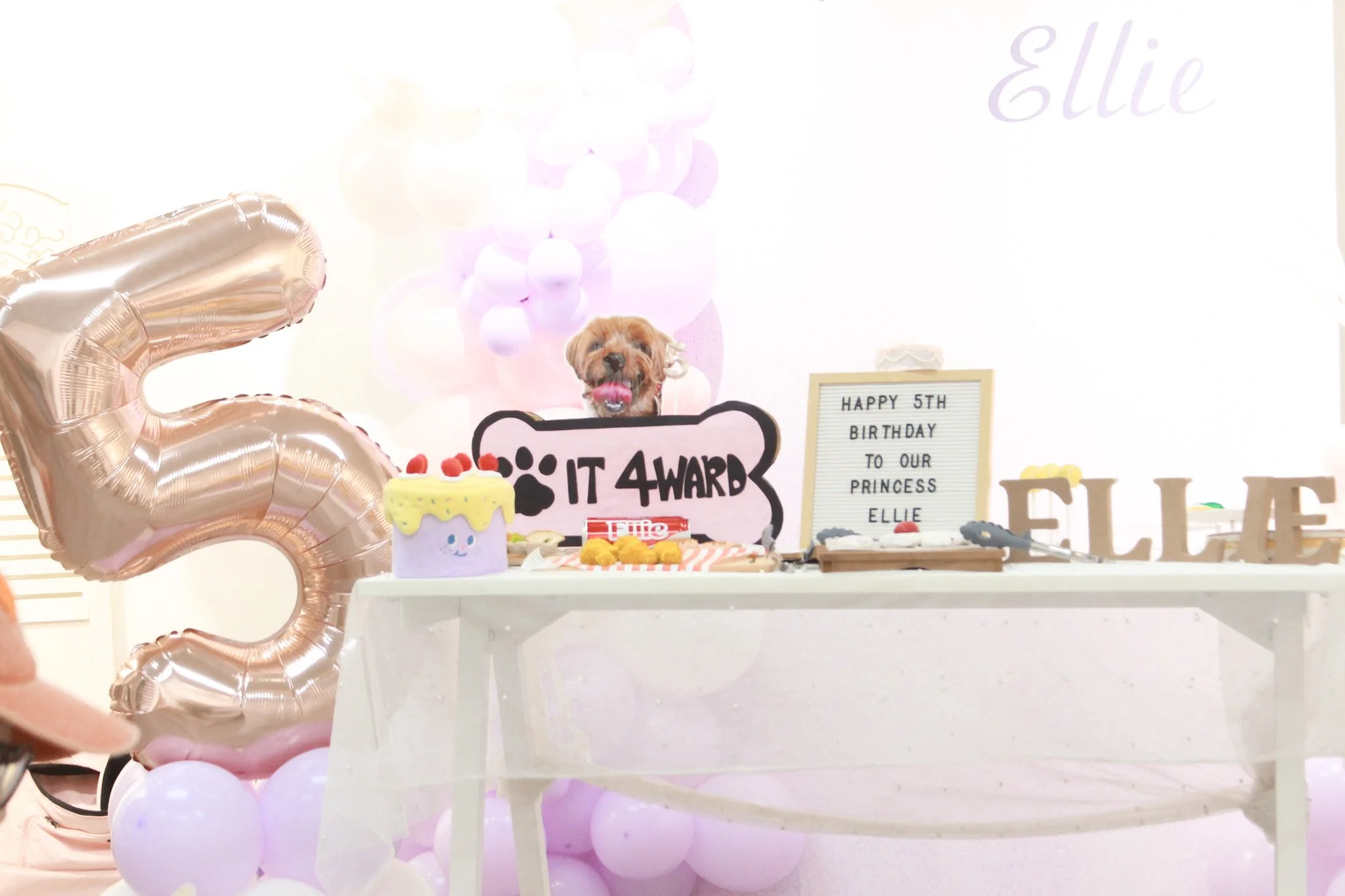 A dog sitting behind a birthday table decorated with balloons, a cake, and signs celebrating Ellie’s 5th birthday, with a large number 5 balloon on the left.