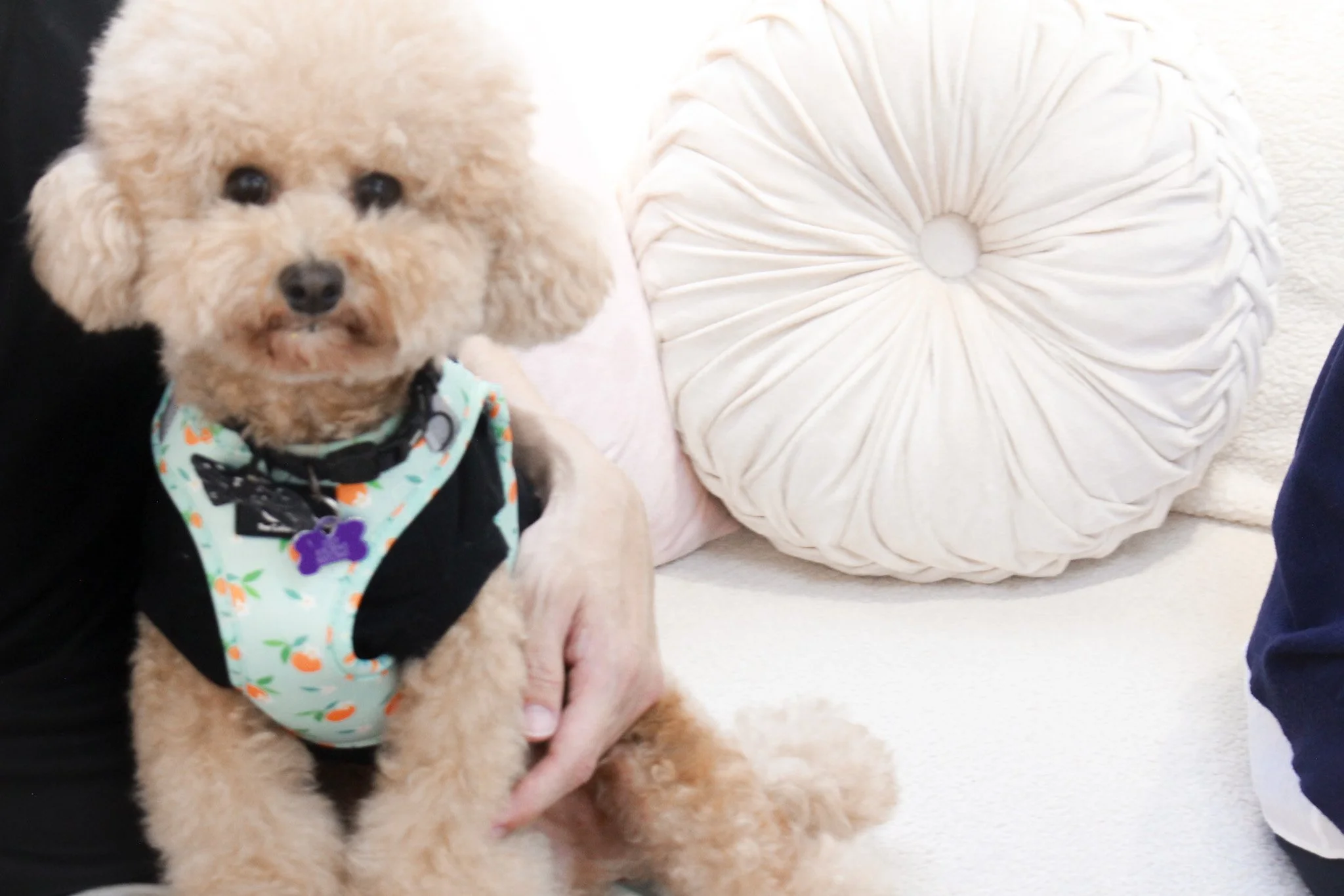 A small, fluffy apricot-colored dog with curly fur sitting on a white couch, wearing a light-colored vest with a pattern of oranges, green leaves, and a black paw print on the chest, and a purple bone-shaped tag on its collar.