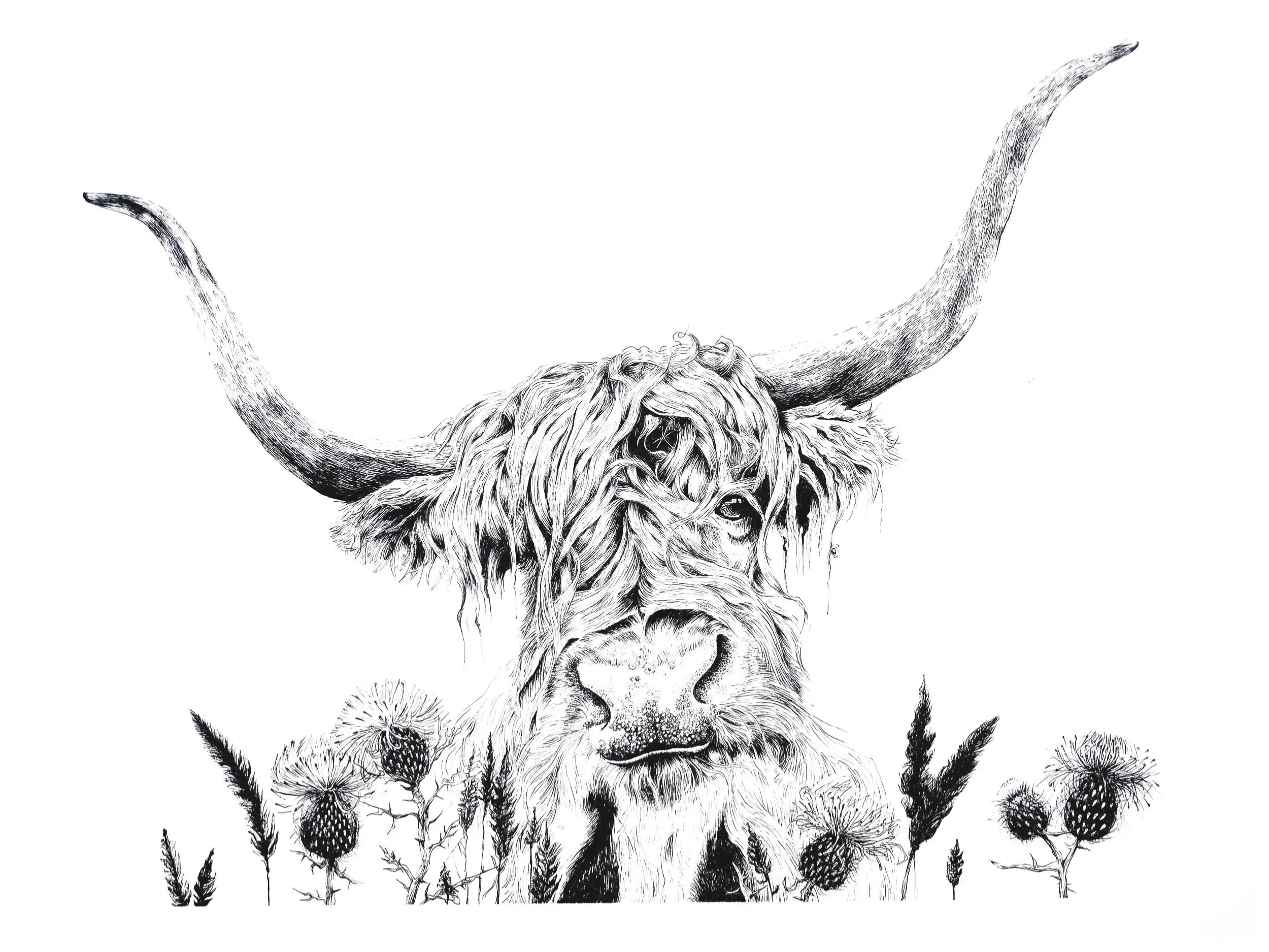 Highland Coo Print