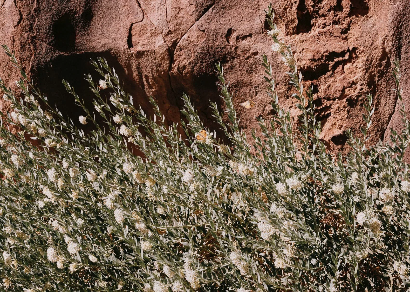 DSCF8611.jpg