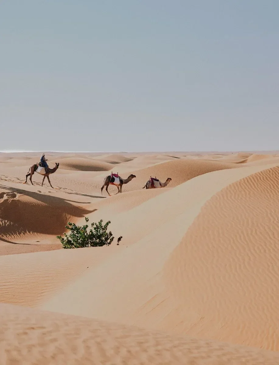 Life at the Speed of a Camel: Crossing the Sudan’s Bayuda Desert