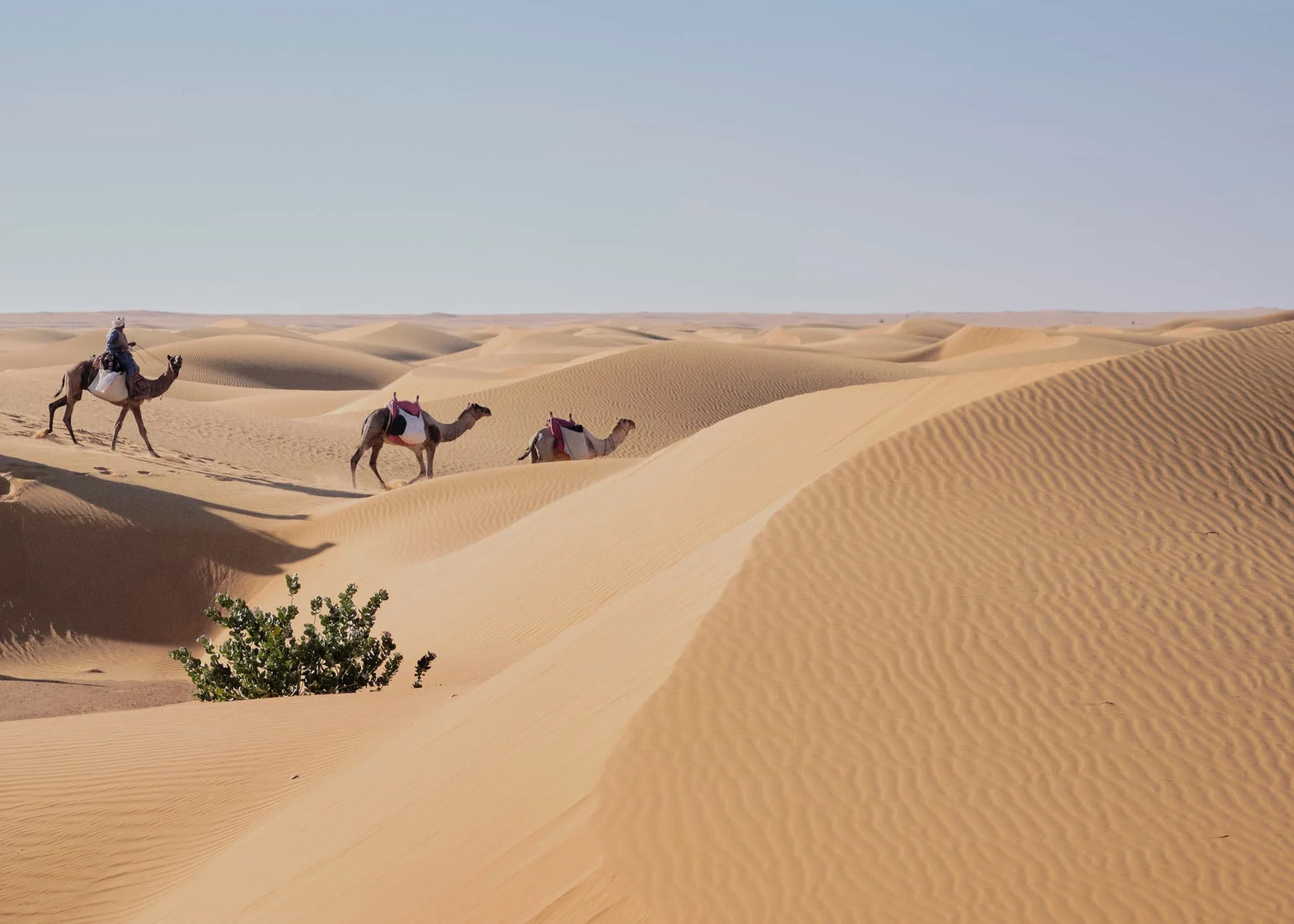 Life at the Speed of a Camel