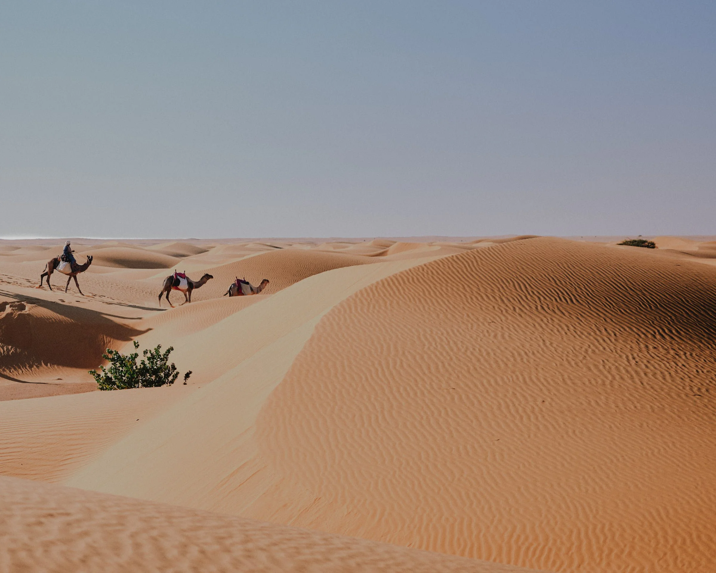Life at the Speed of a Camel