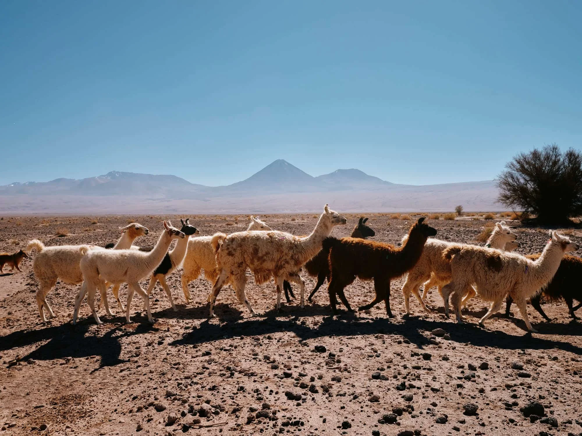 Wonders of the Atacama Desert