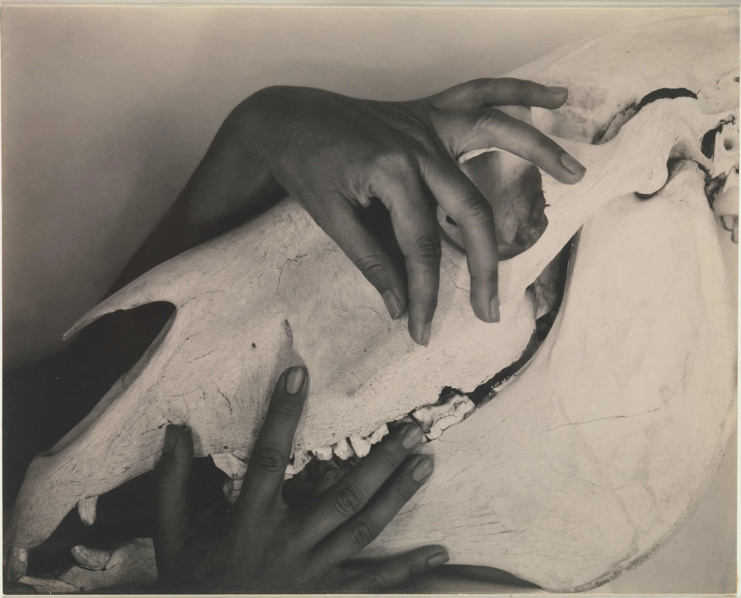 The Faraway Nearby: A Gift from Georgia O’Keeffe