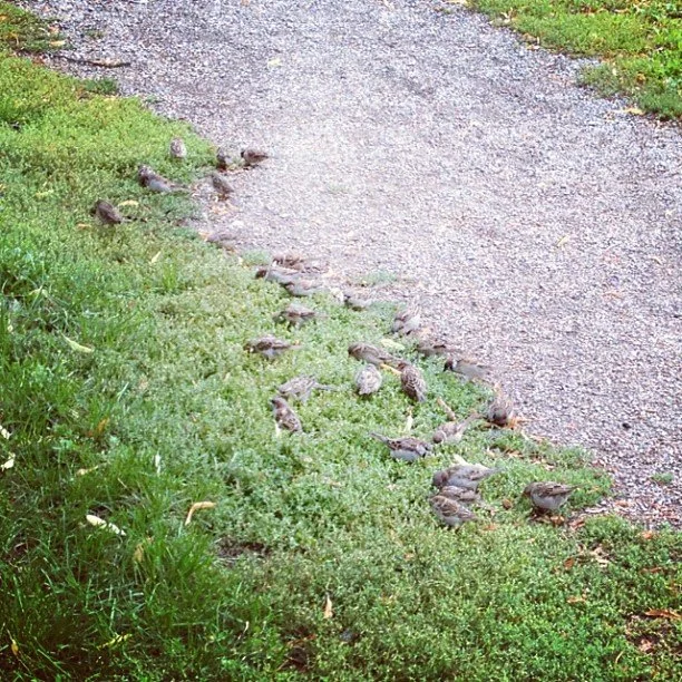 Quiz: hur många sparvar ser du?