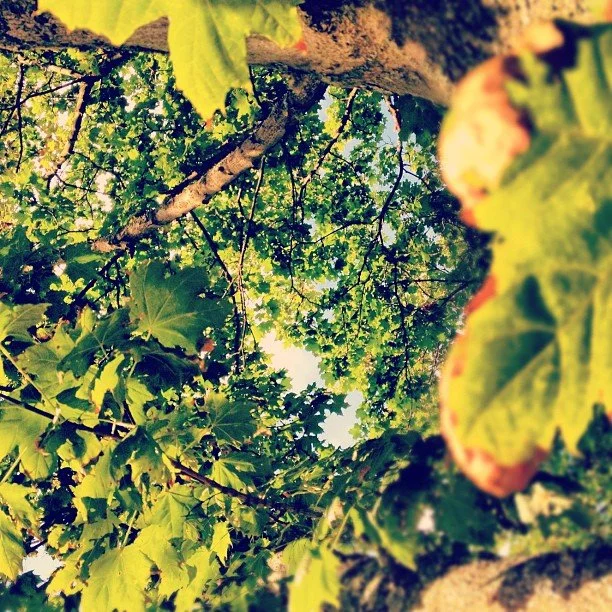 Hösten naggar i kanten på sommaren.