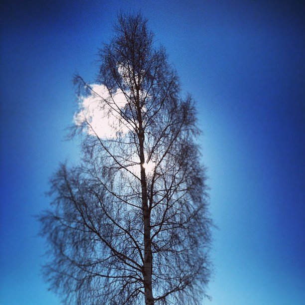 Björk i sol! Sol i björk!