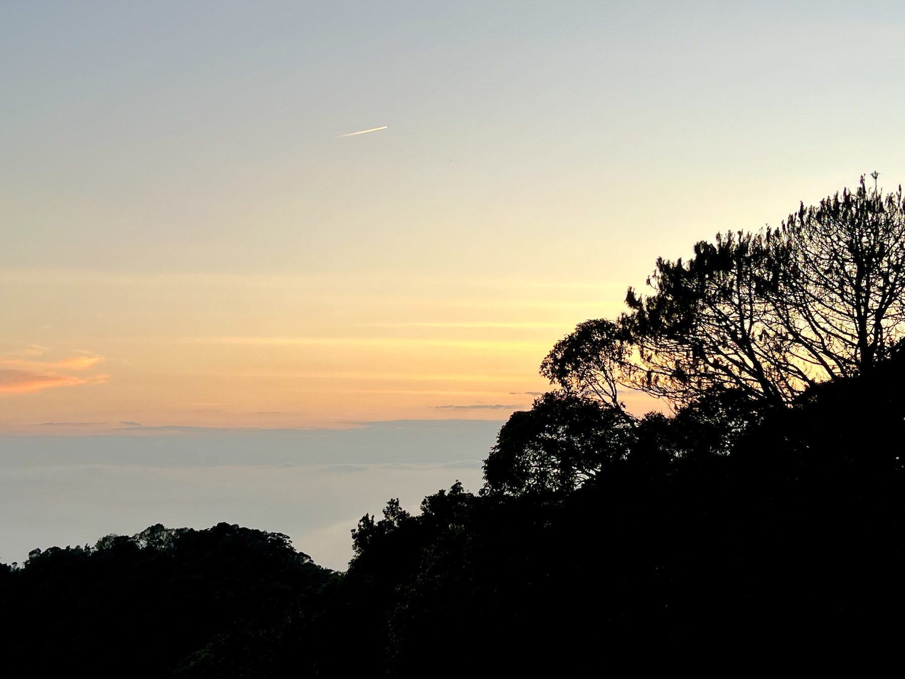 Treeline in Vietnam