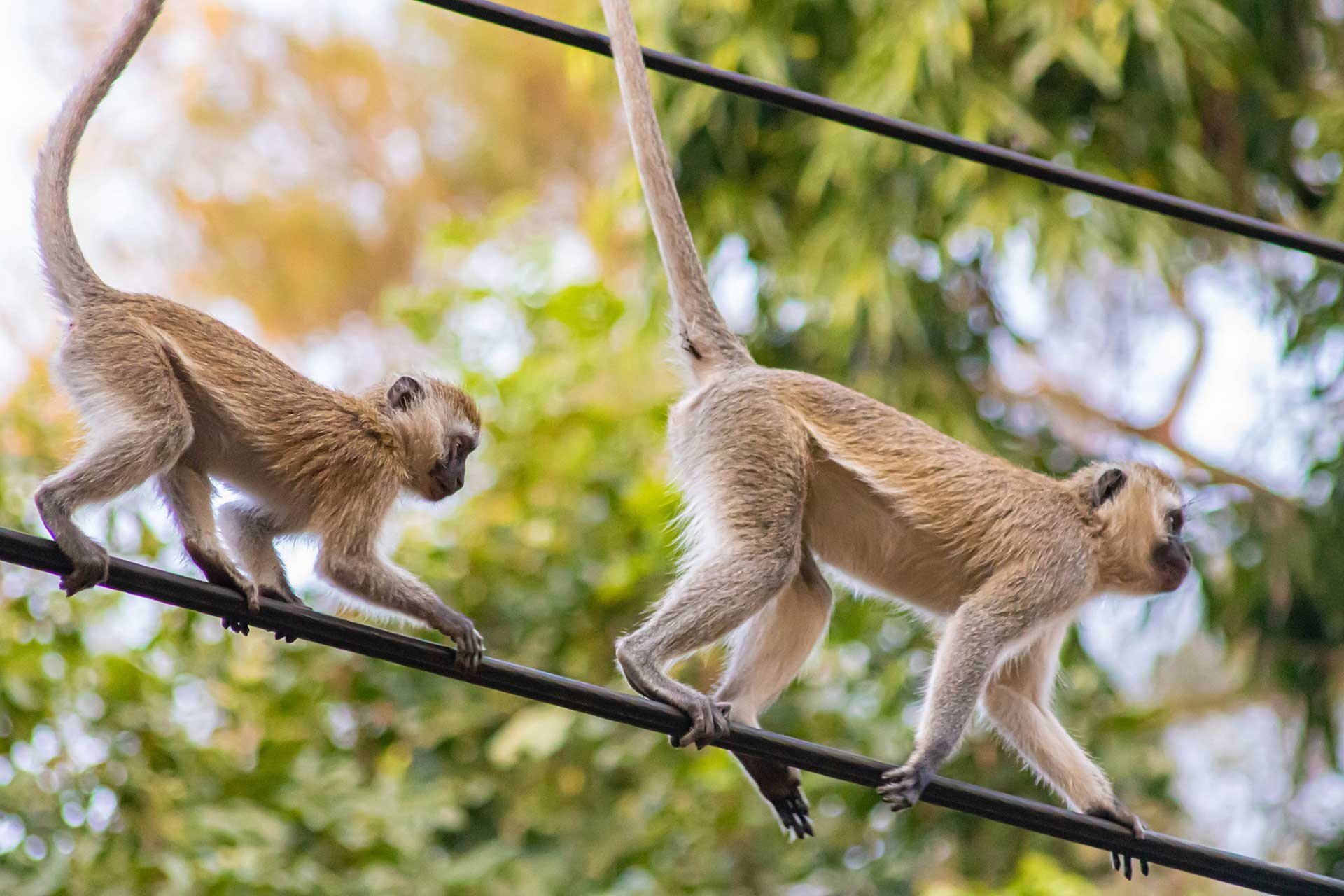 monkeys%21COMPRESSED.jpg