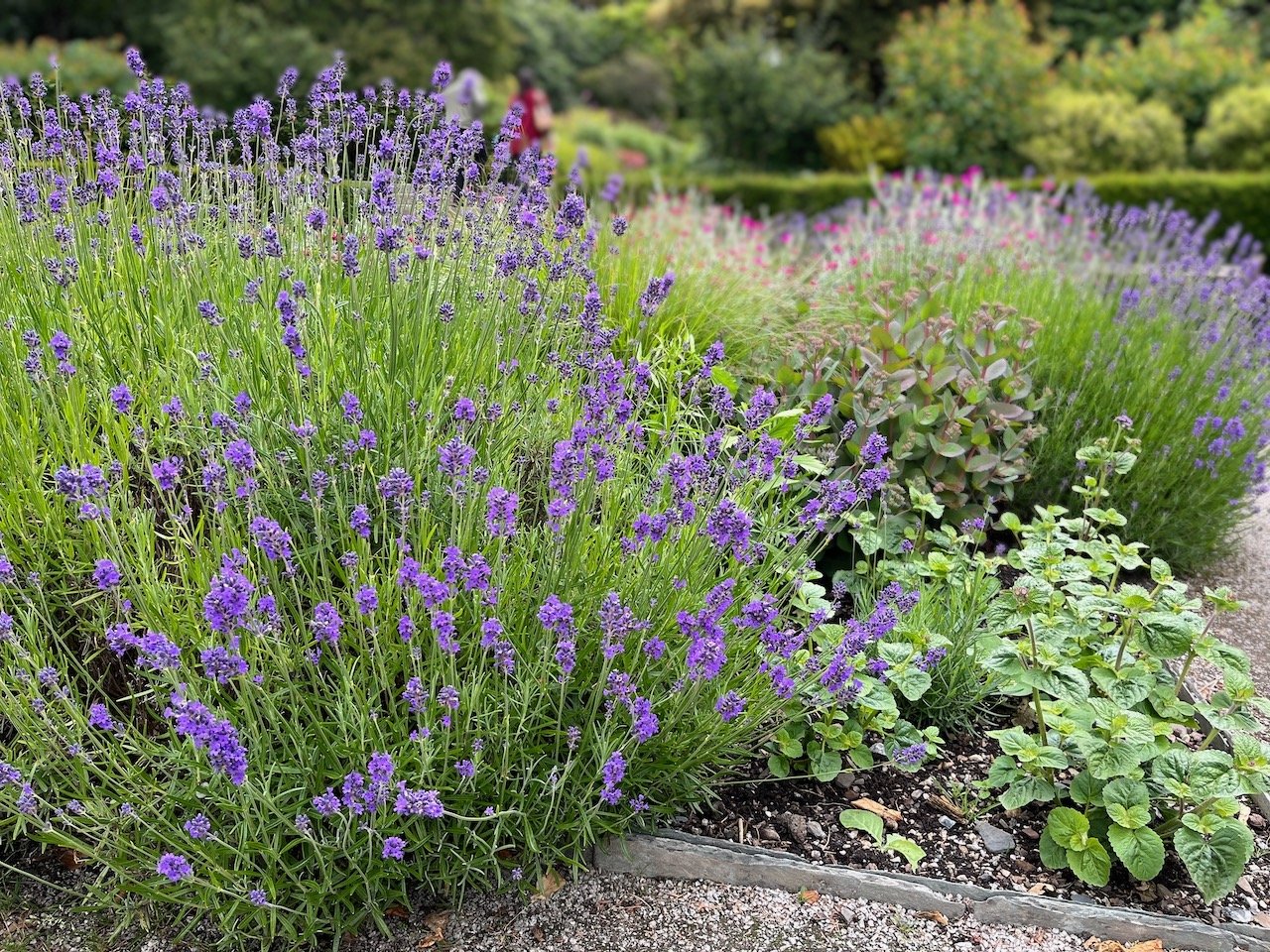 Leadership Lessons from the Garden: Growth, Patience, and Presence