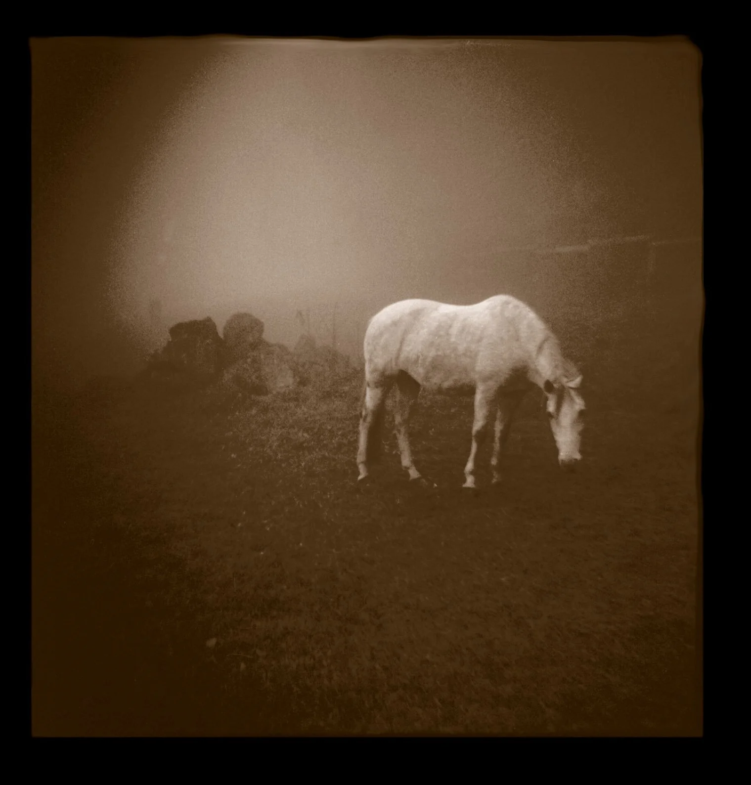 Horse 2, Zurich CH 2008