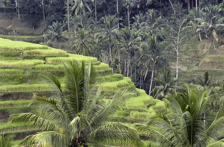 Rice Terrace, Ubud Bali 2005