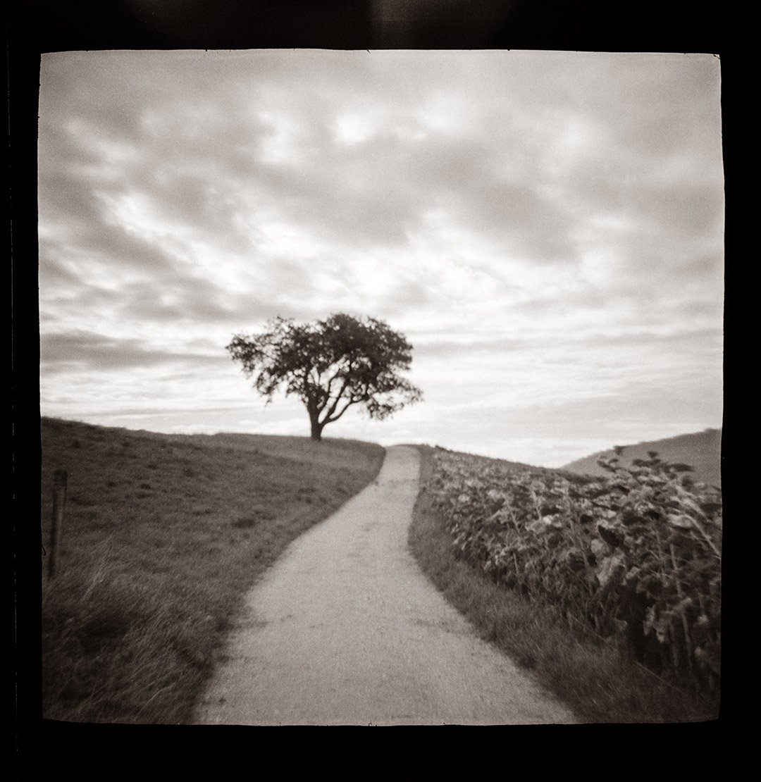 Oberweningen Tree_Diana_main.jpg
