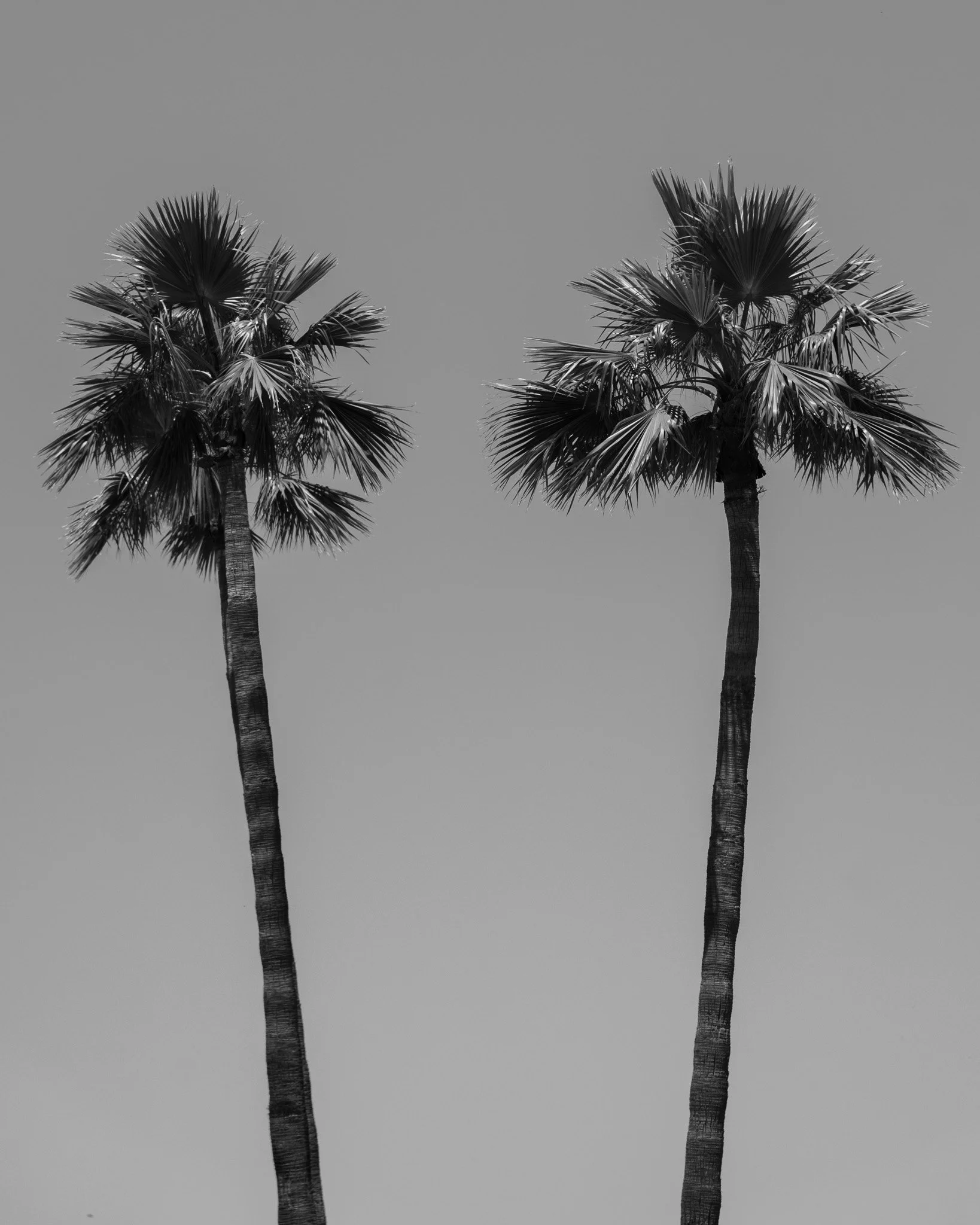 Dos palmeras en un cielo gris en blanco y negro.