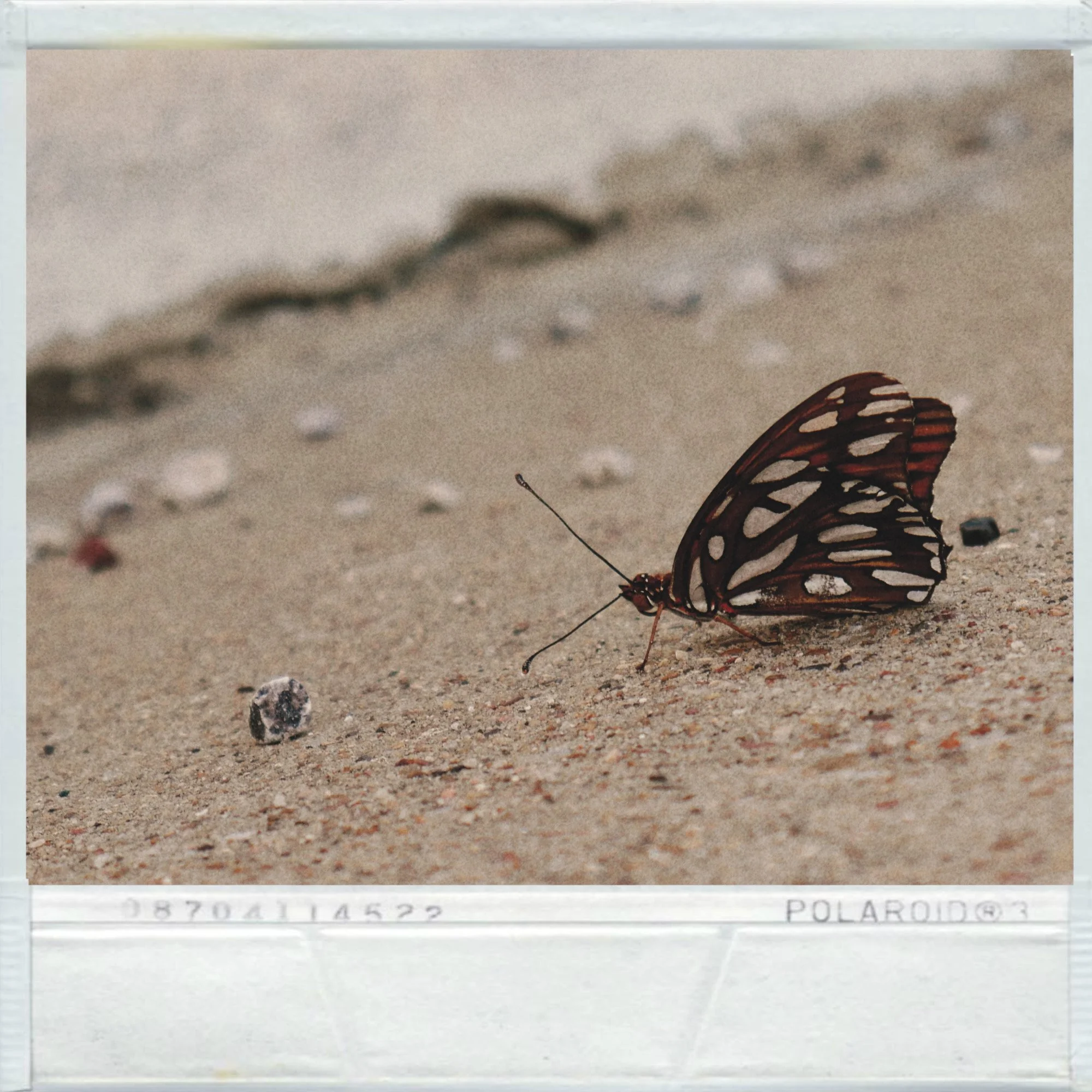 Fight For Flight_00004.JPG