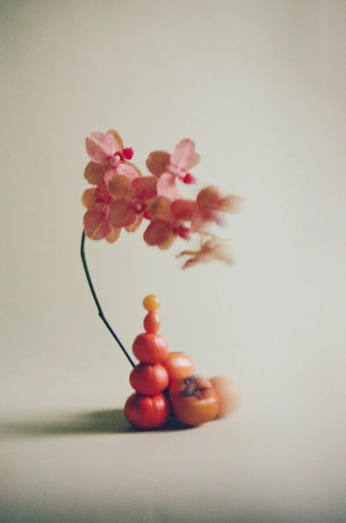 storyfloral-5_Original.webp