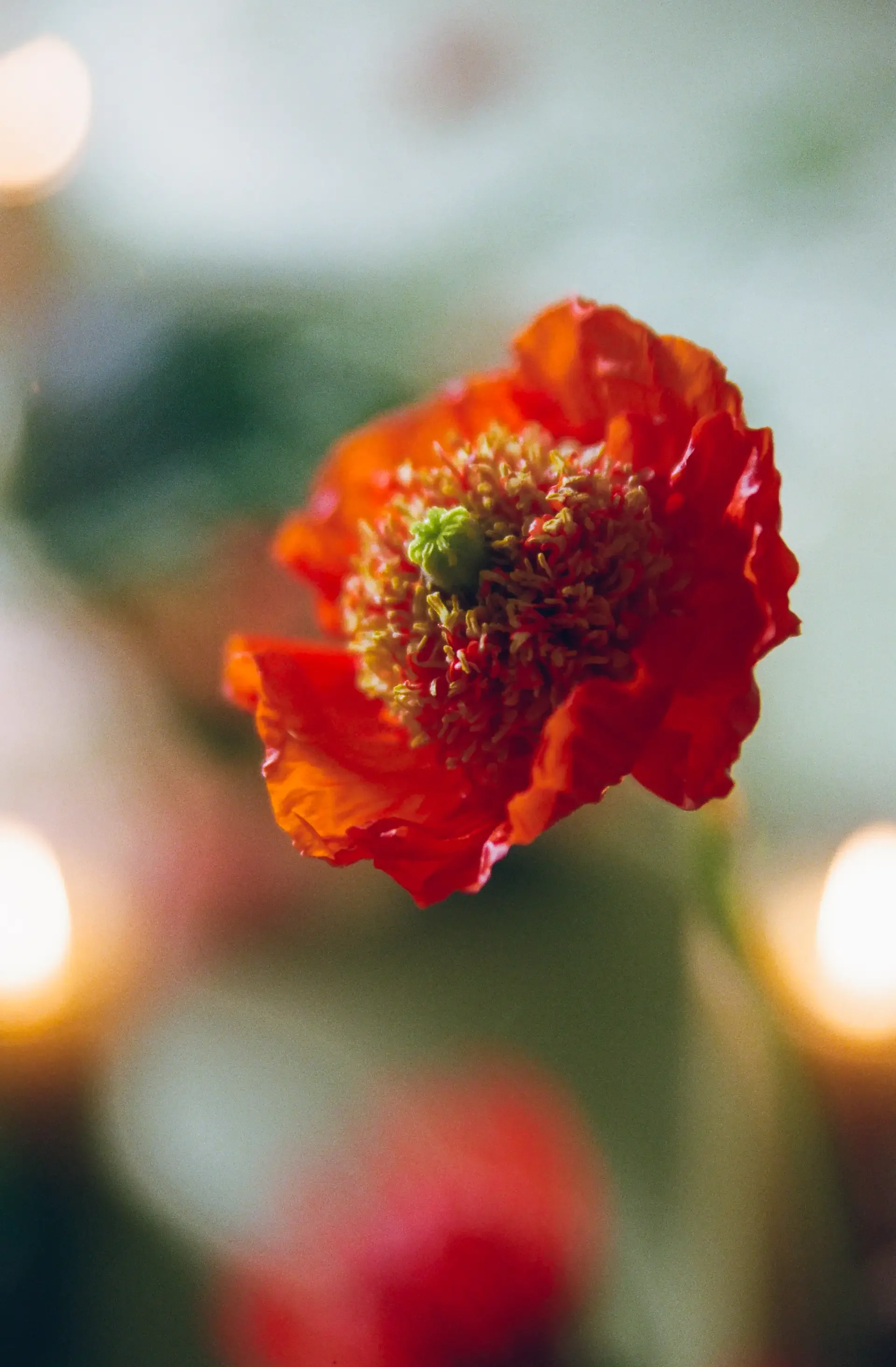 storyfloral-26.webp