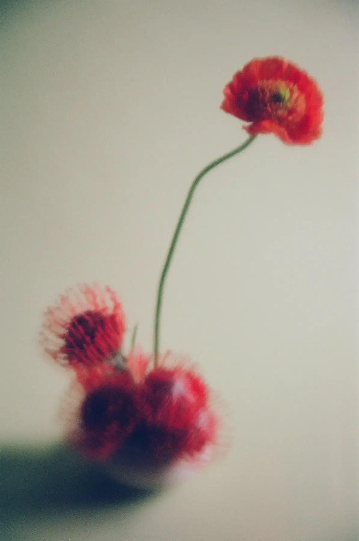 storyfloral-1_Original.webp
