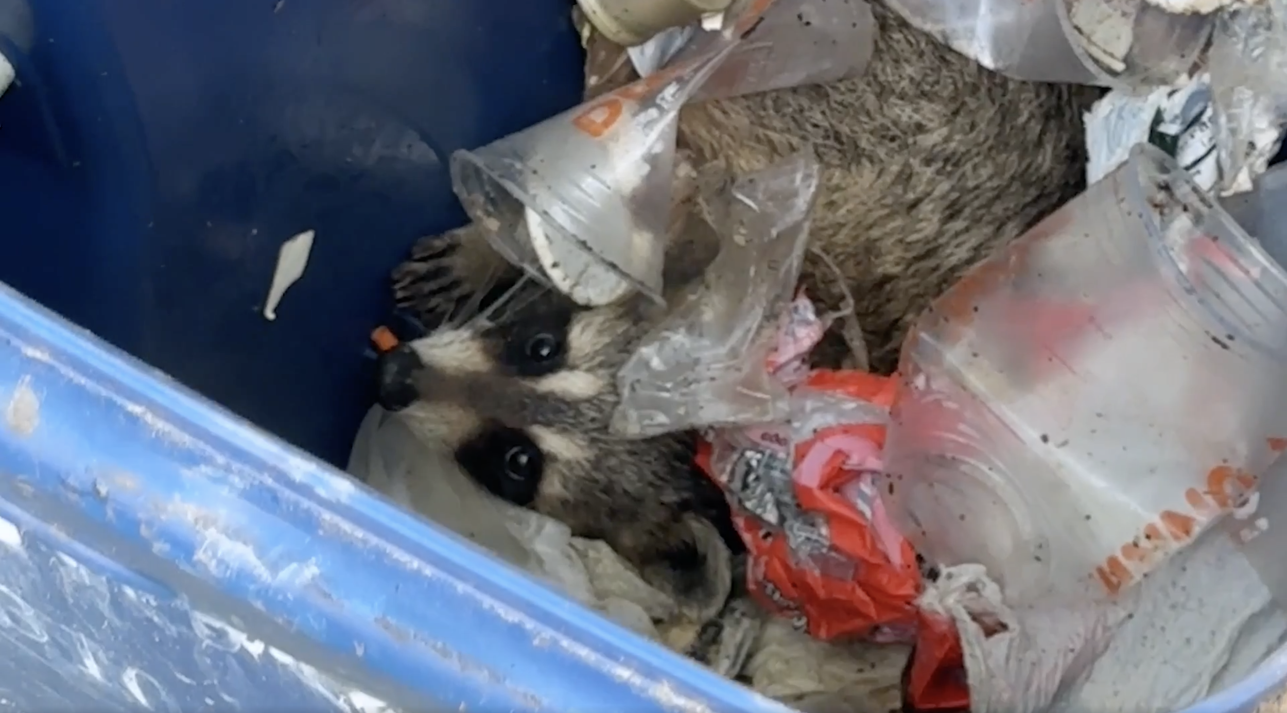 Randy/Randie Raccoon | Join the Adventure Today — Camp Shady Birch Lore