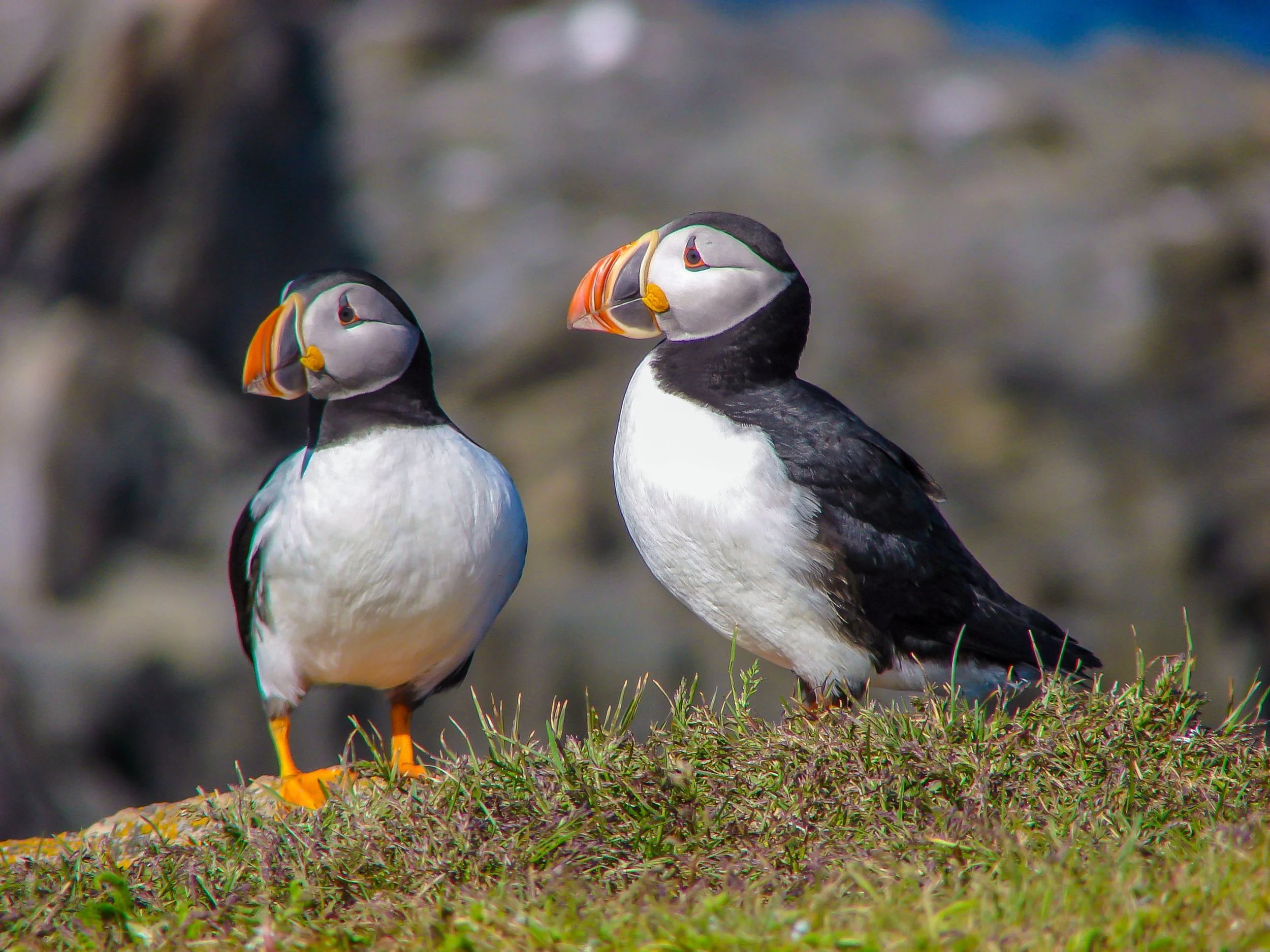 Newfoundland Puffins Print
