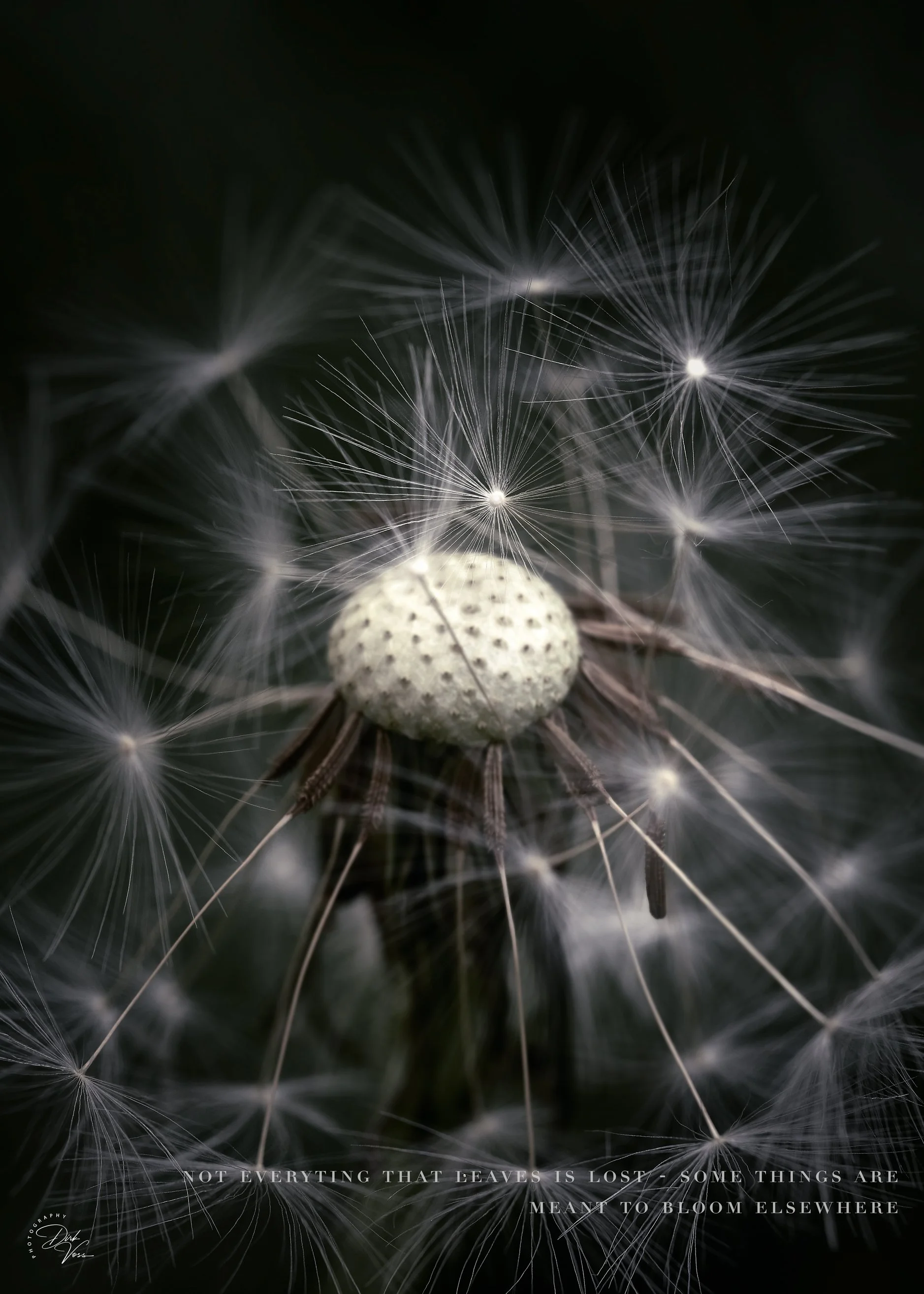 Pusteblume_3_5-7.jpeg