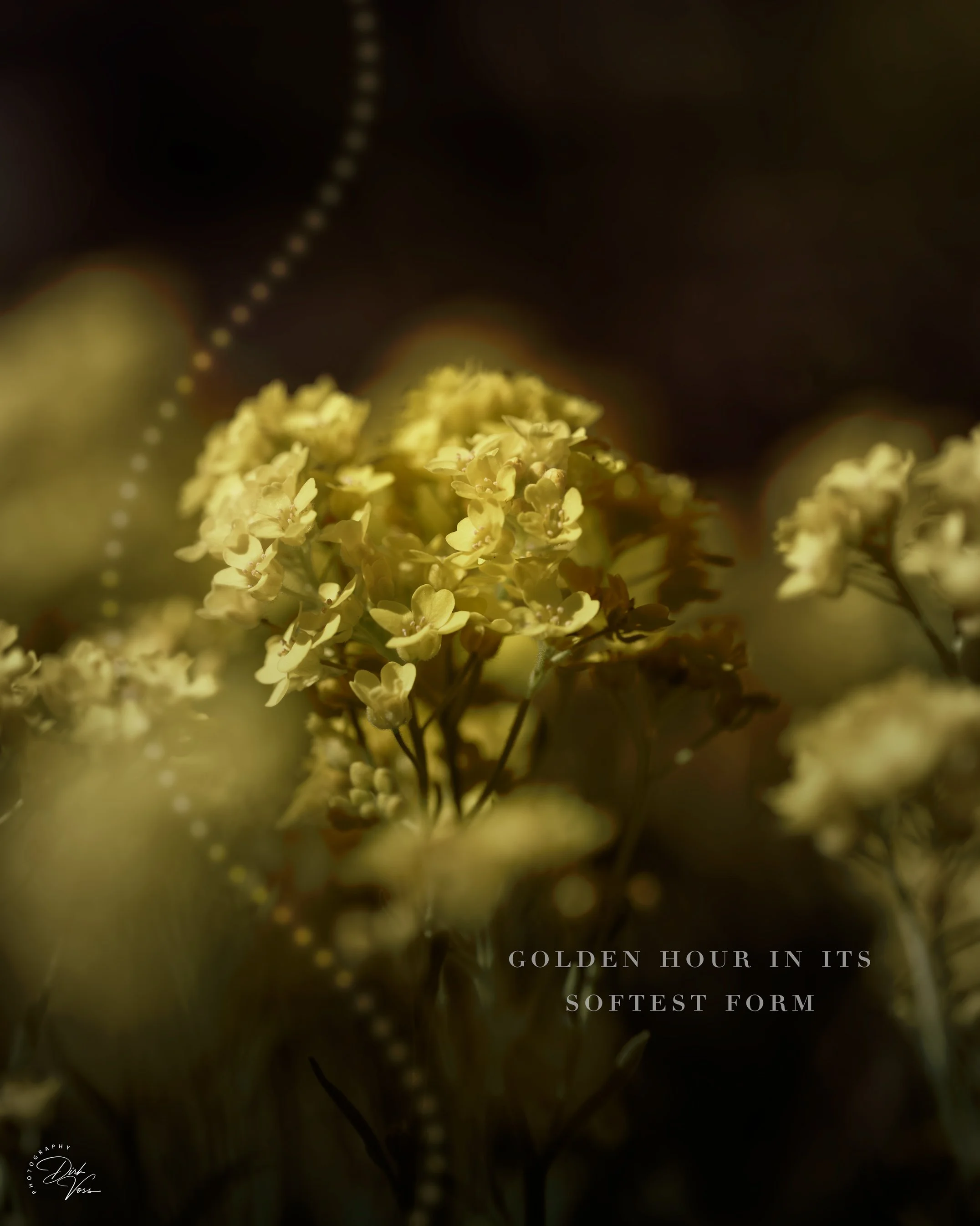 Soft_form_5-4.jpeg