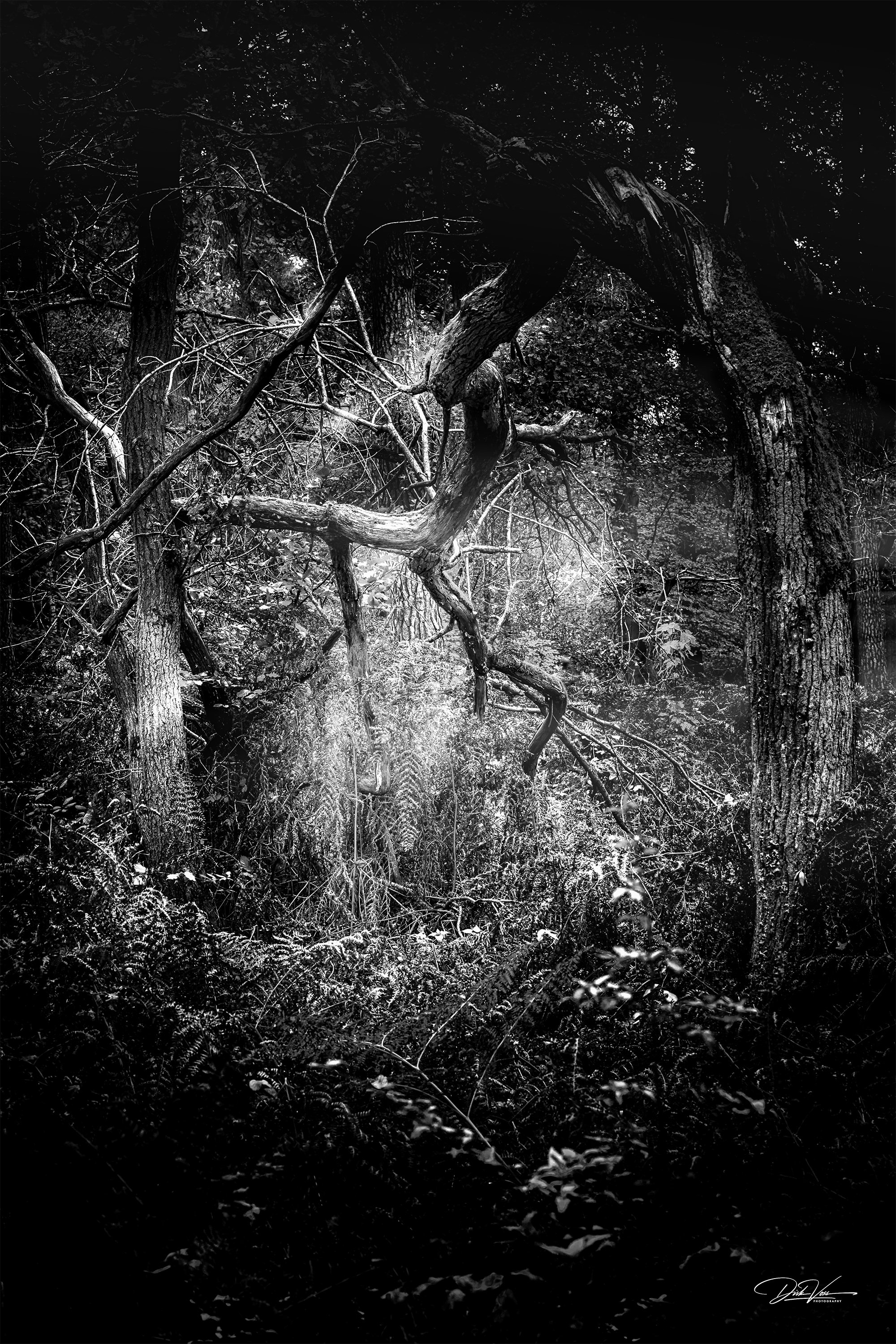 Schwarzweiß-Fotografie eines Waldes mit Bäumen und verwirrten Ästen.