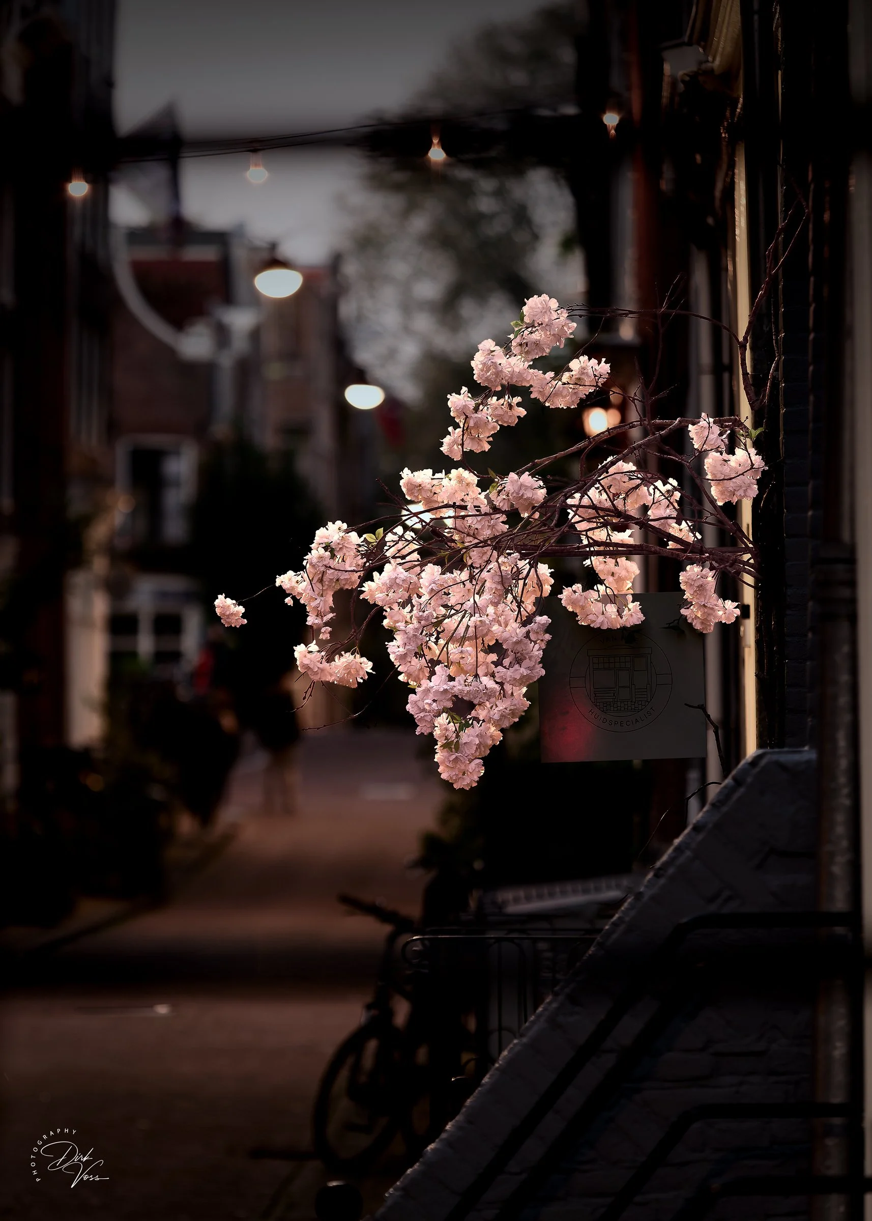 AMS_Flower_5-7.jpg