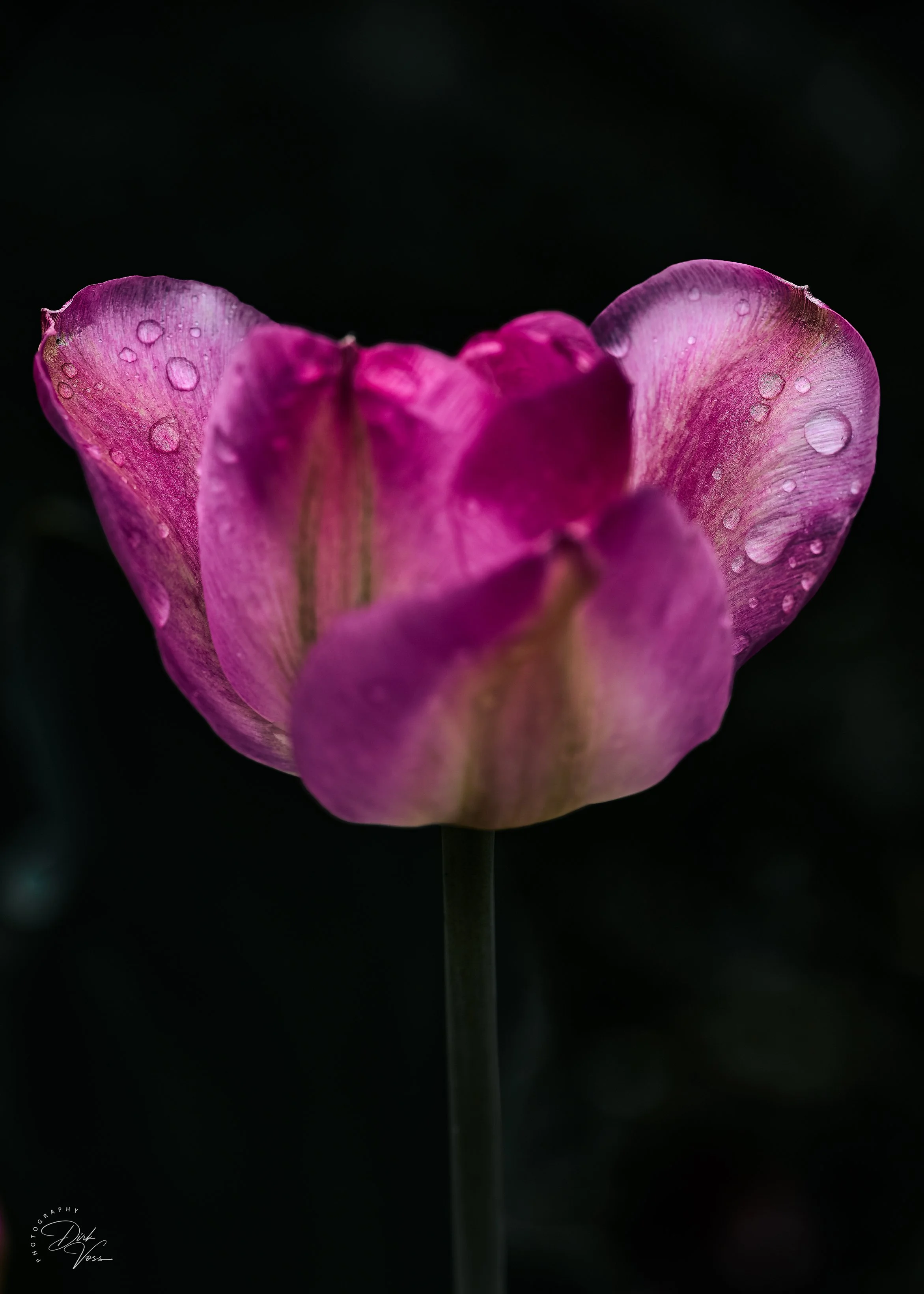 Tulpe_5-7.jpeg