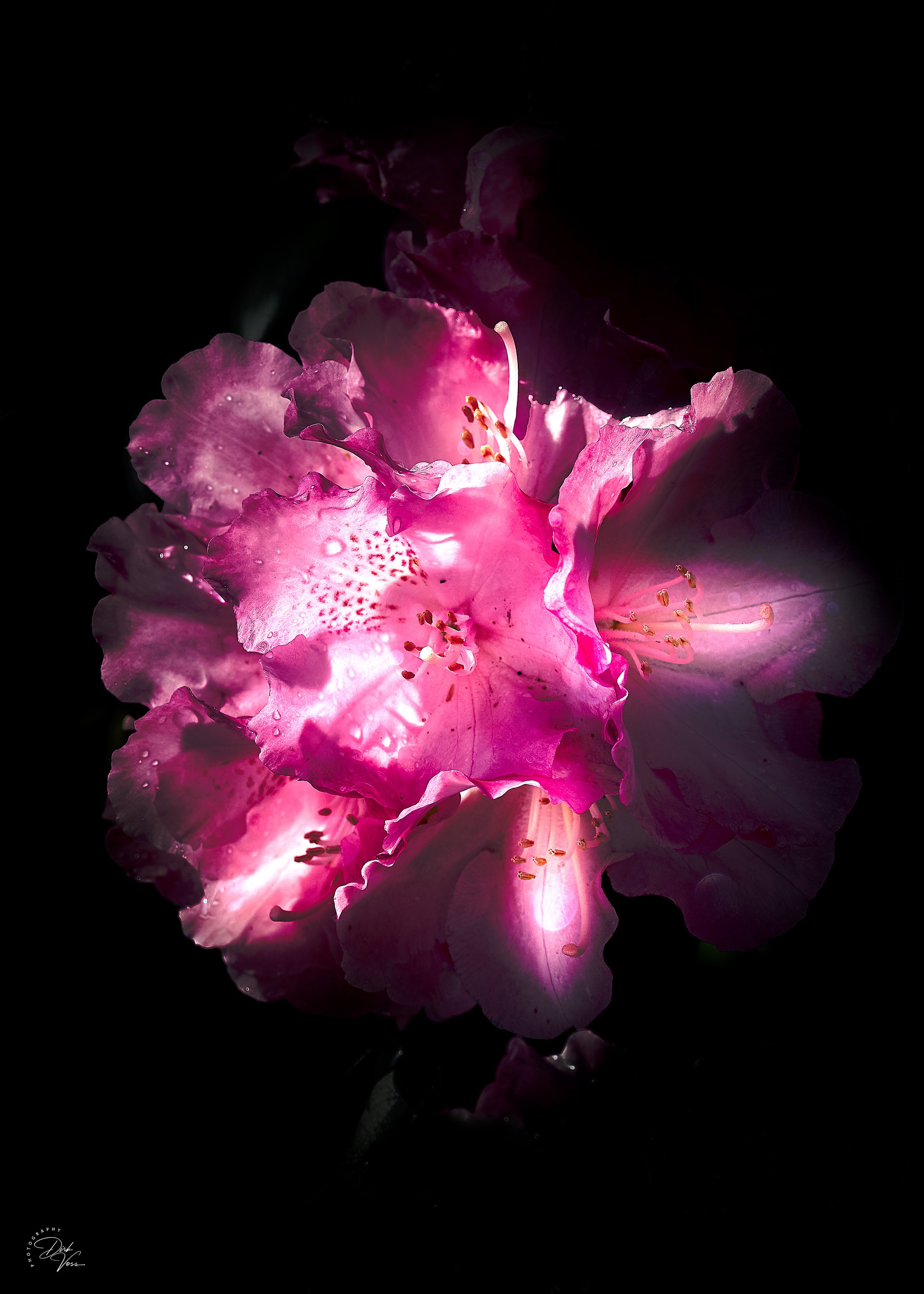 Flower_2_5-7.jpeg