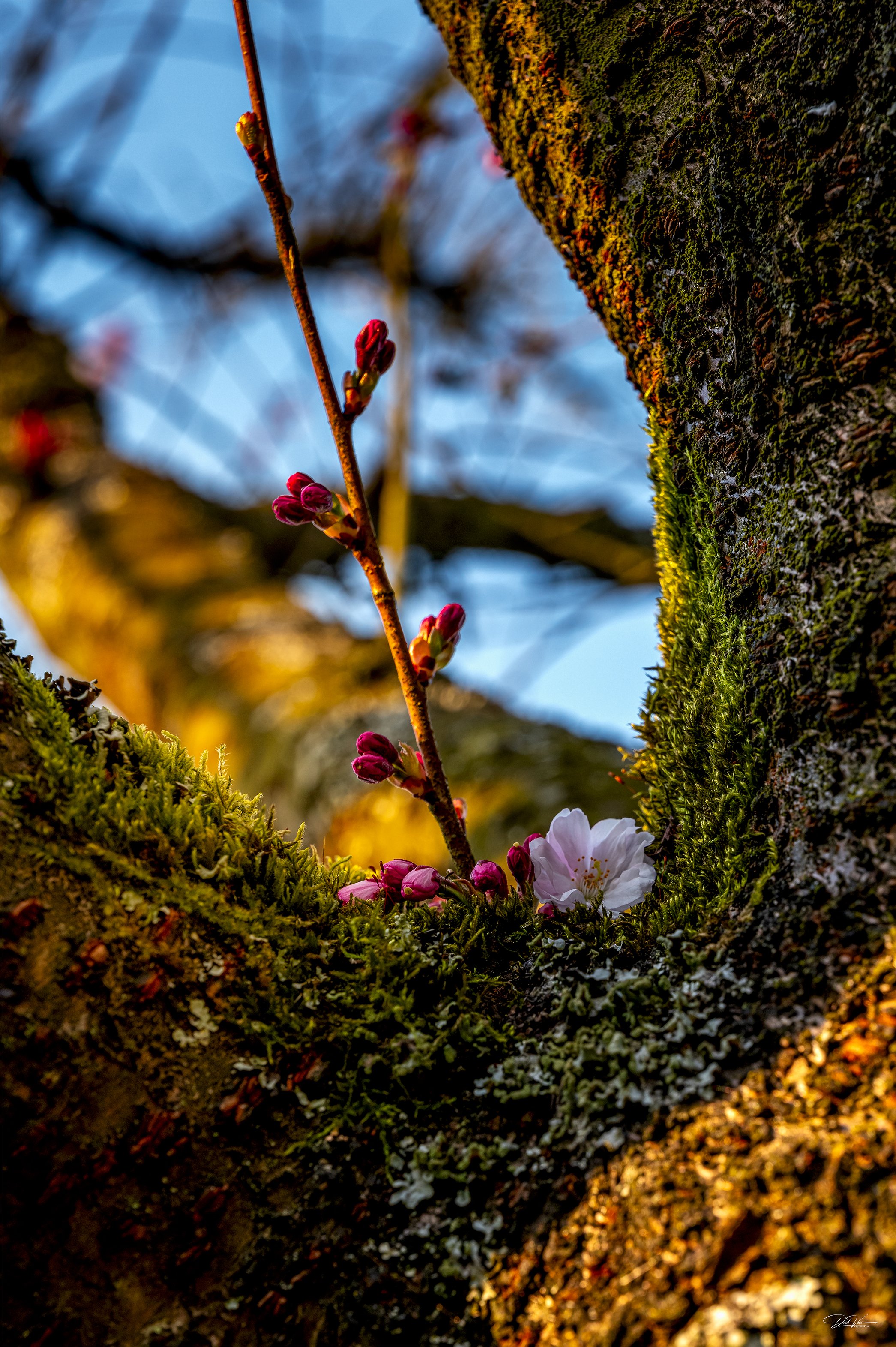 Kirschblütenzweig im Cherry Blossum Park Amsterdam am Abend
