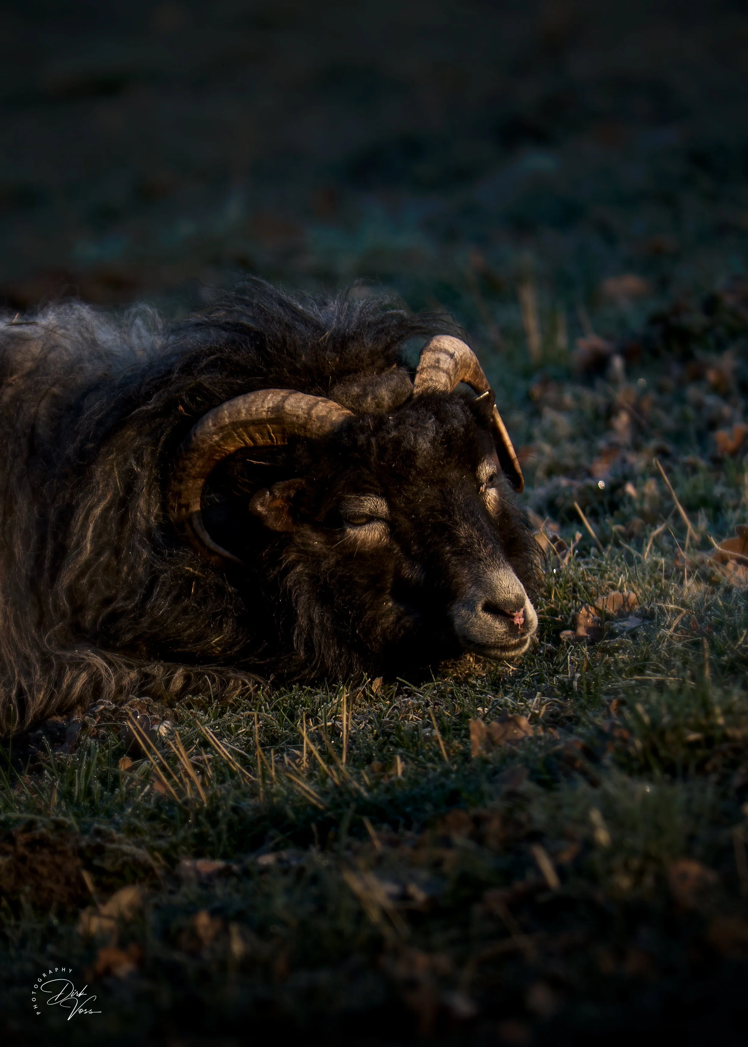 Schaf mit gewundenen Hörnern liegt auf einer Wiese bei Sonnenuntergang.