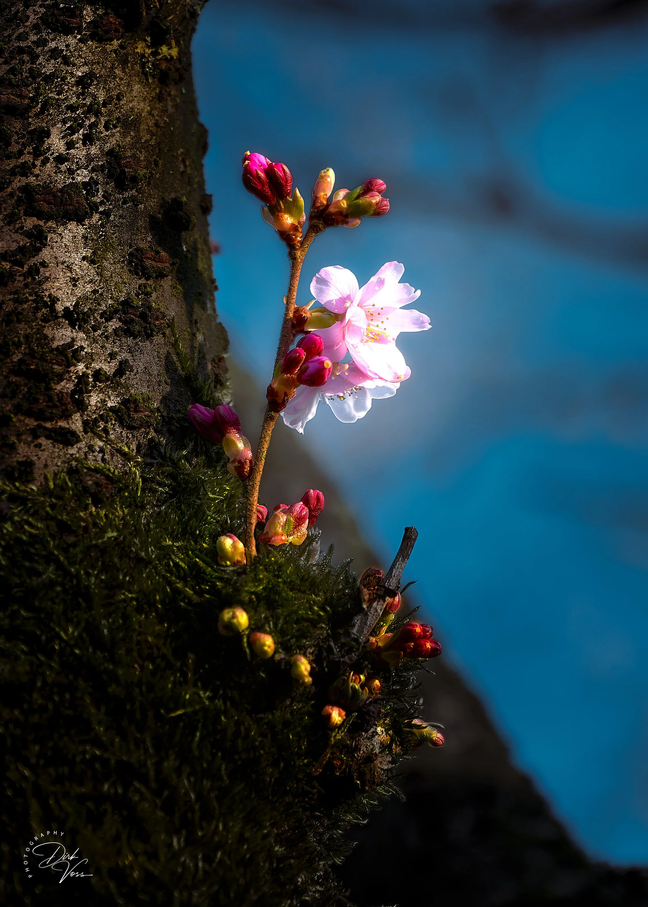 Kirschblüte_2.jpg