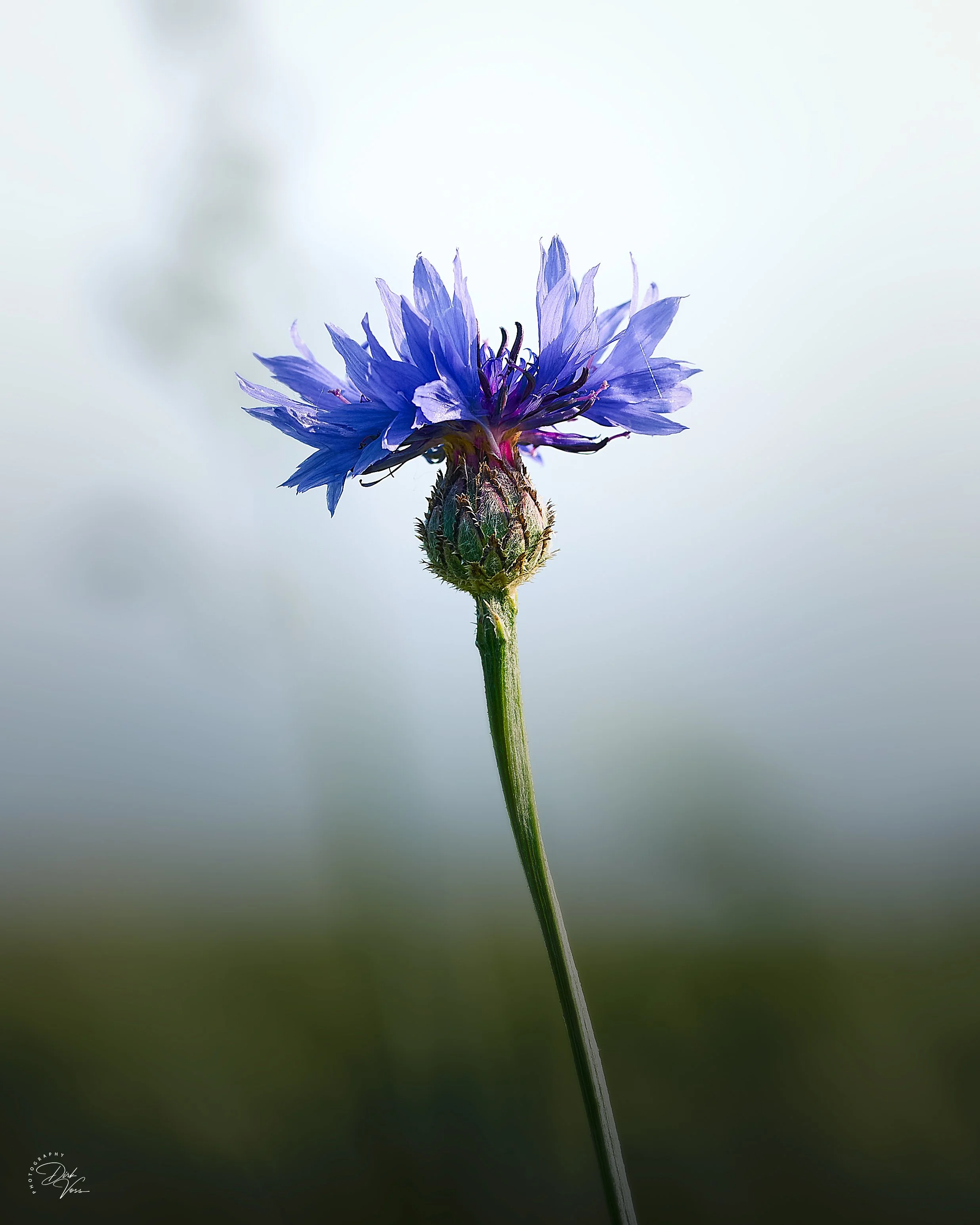 Kornblume in der Abendsonne