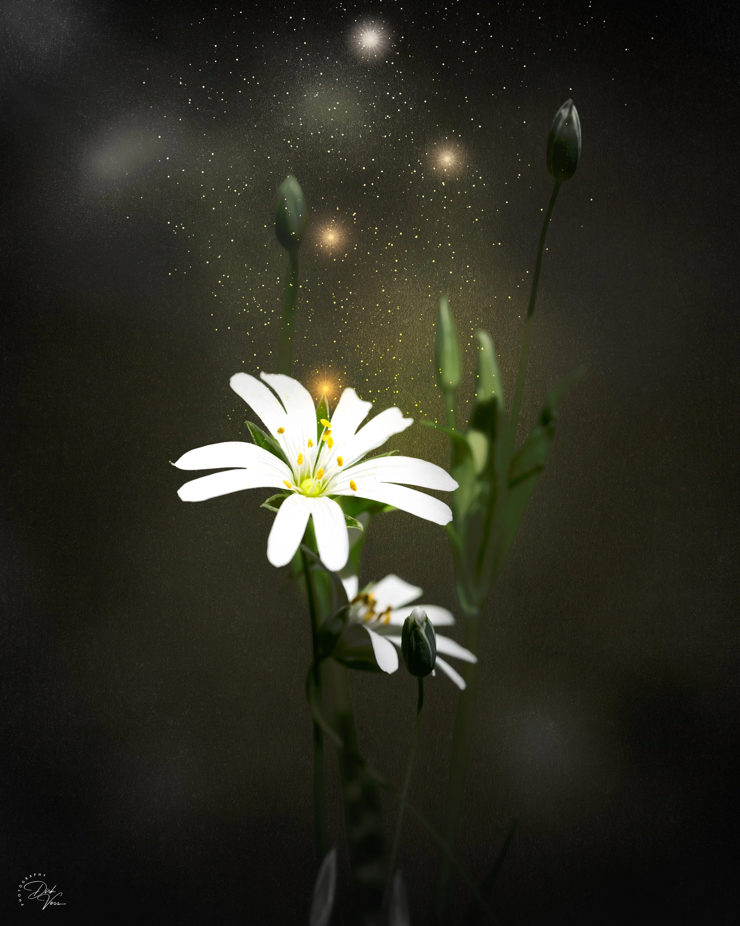 Eine weiße Blüte vor einem dunklen Himmel mit Sternen und einer Galaxie.