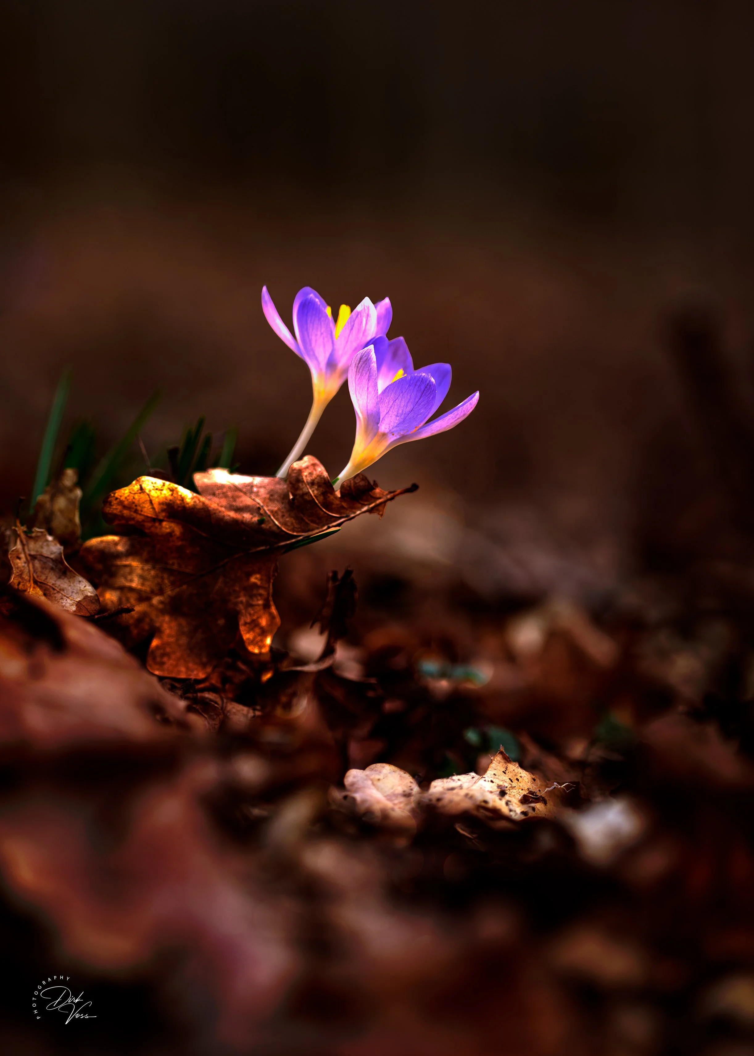 Krokusblume wächst aus einem Haufen getrockneter brauner Blätter im Boden.