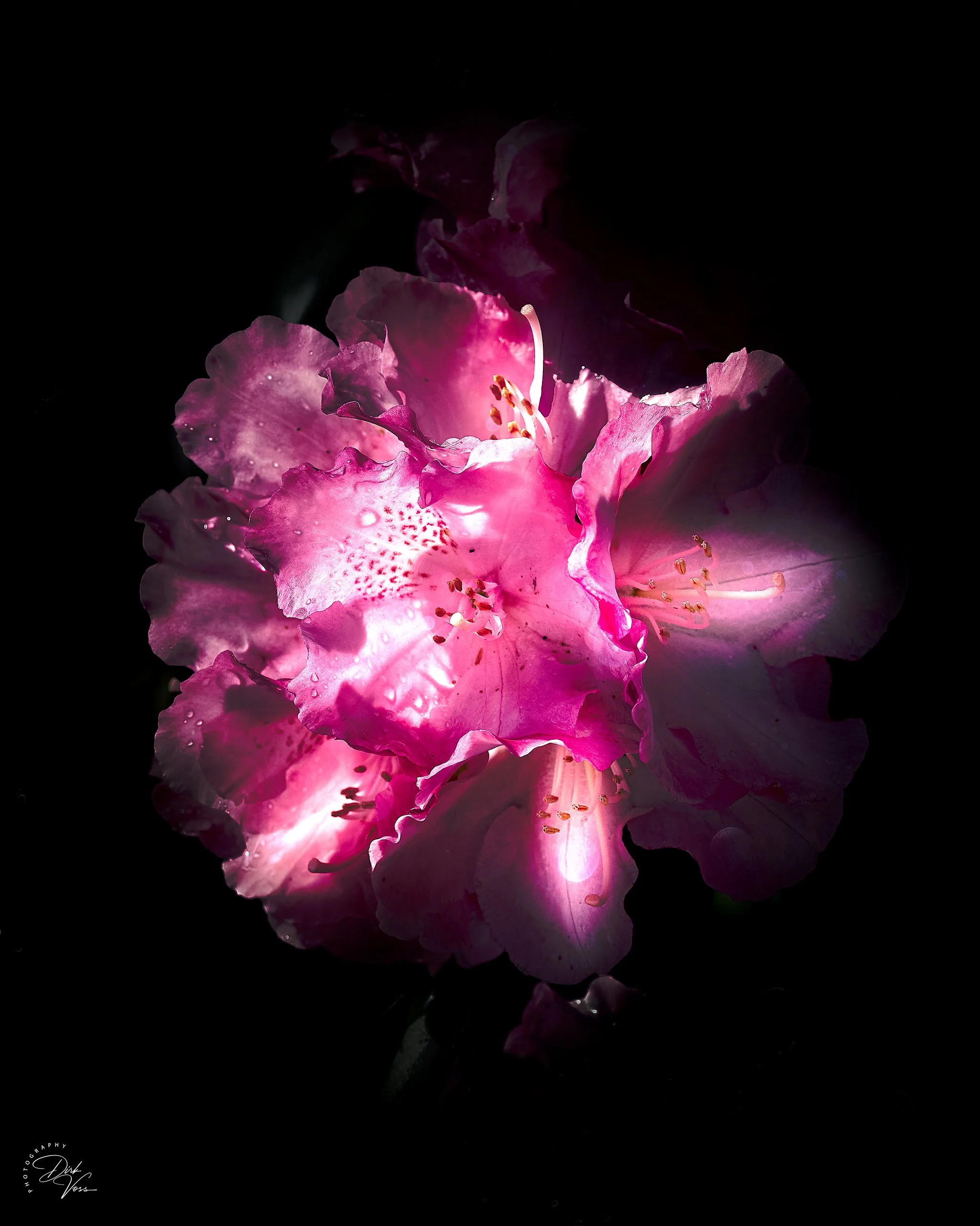 Eine pinke Blume mit Wassertröpfchen auf den Blütenblättern, vor dunklem Hintergrund.