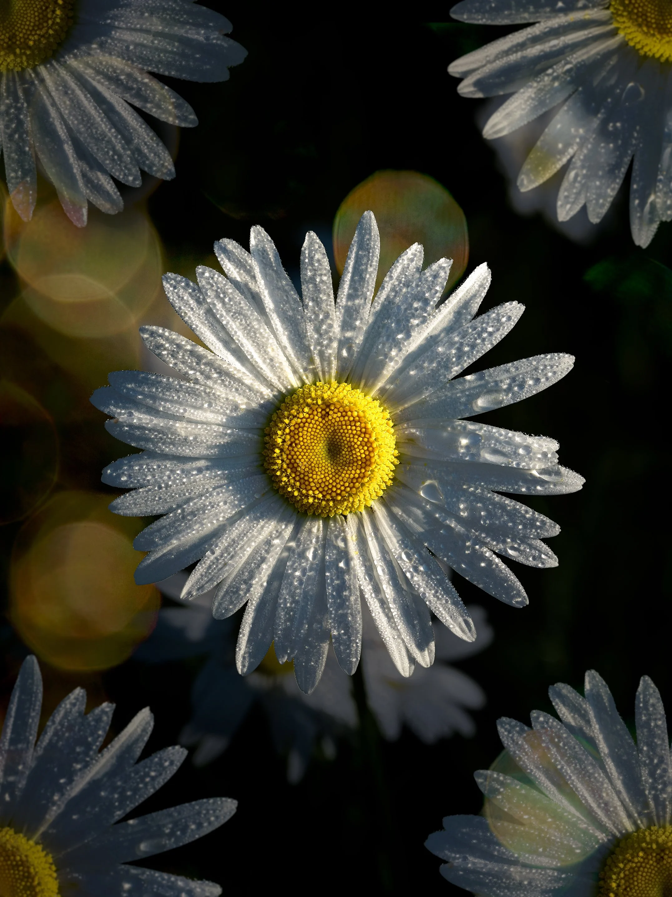 Magerwiesen Margerite im Morgentau