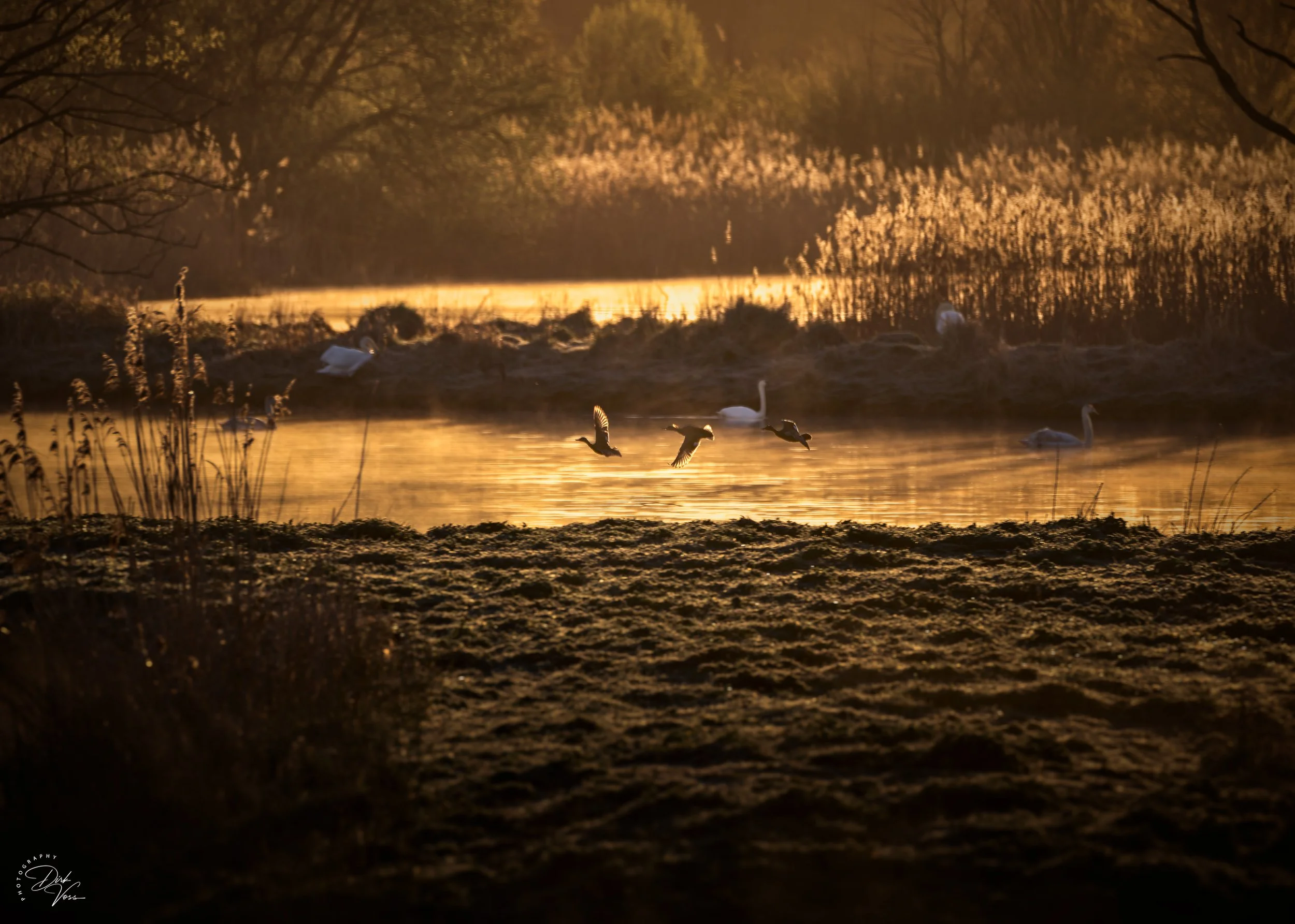 Sunrise_Rieselfelder_April.jpg